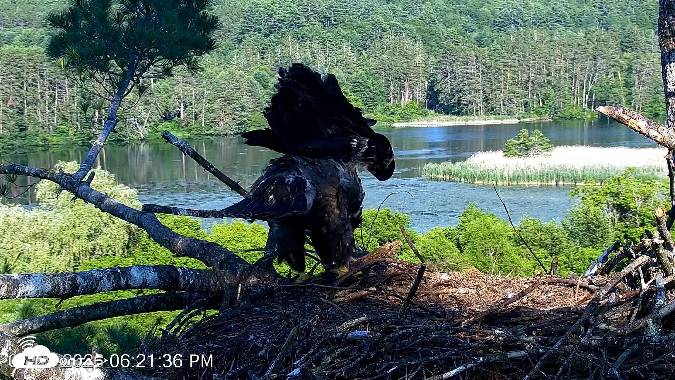 Snapshot of VINS Bald Eagles Nest Live Cams taken Jun 29, 2026, 6:22pm EDT