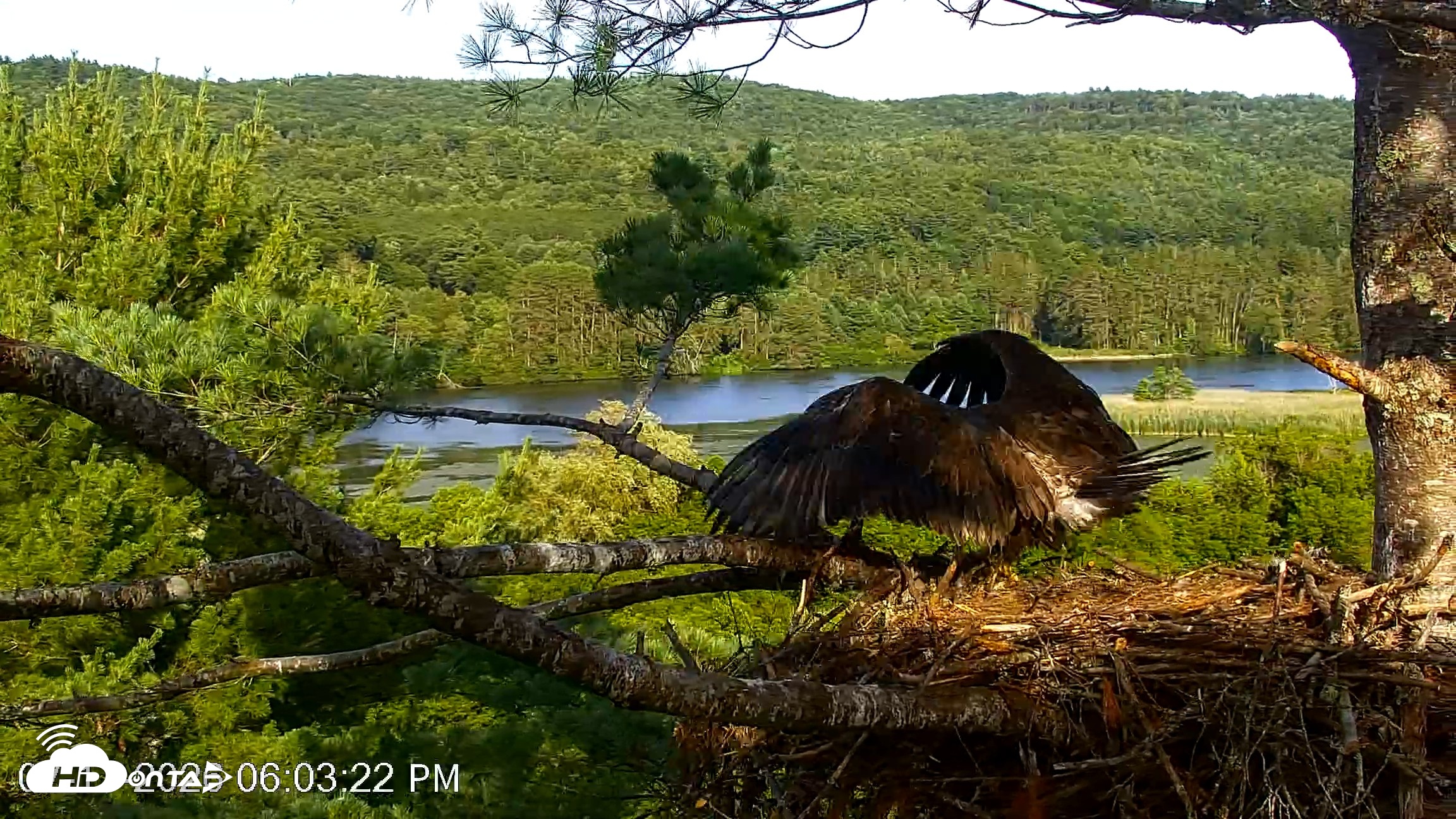 Snapshot of VINS Bald Eagles Nest Live Cams taken Jul 17, 2026, 6:04pm EDT