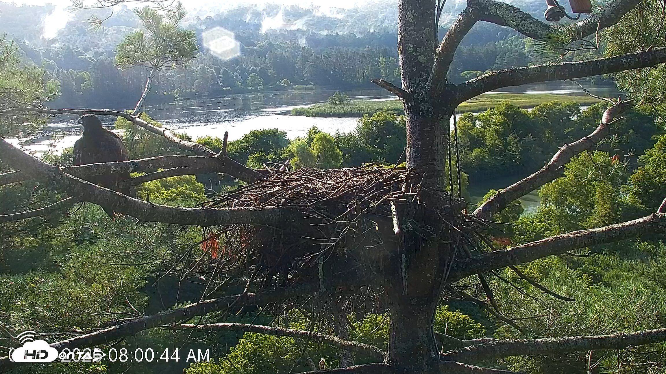 Snapshot of VINS Bald Eagles Nest Live Cams taken Aug 13, 2026, 8:01am EDT