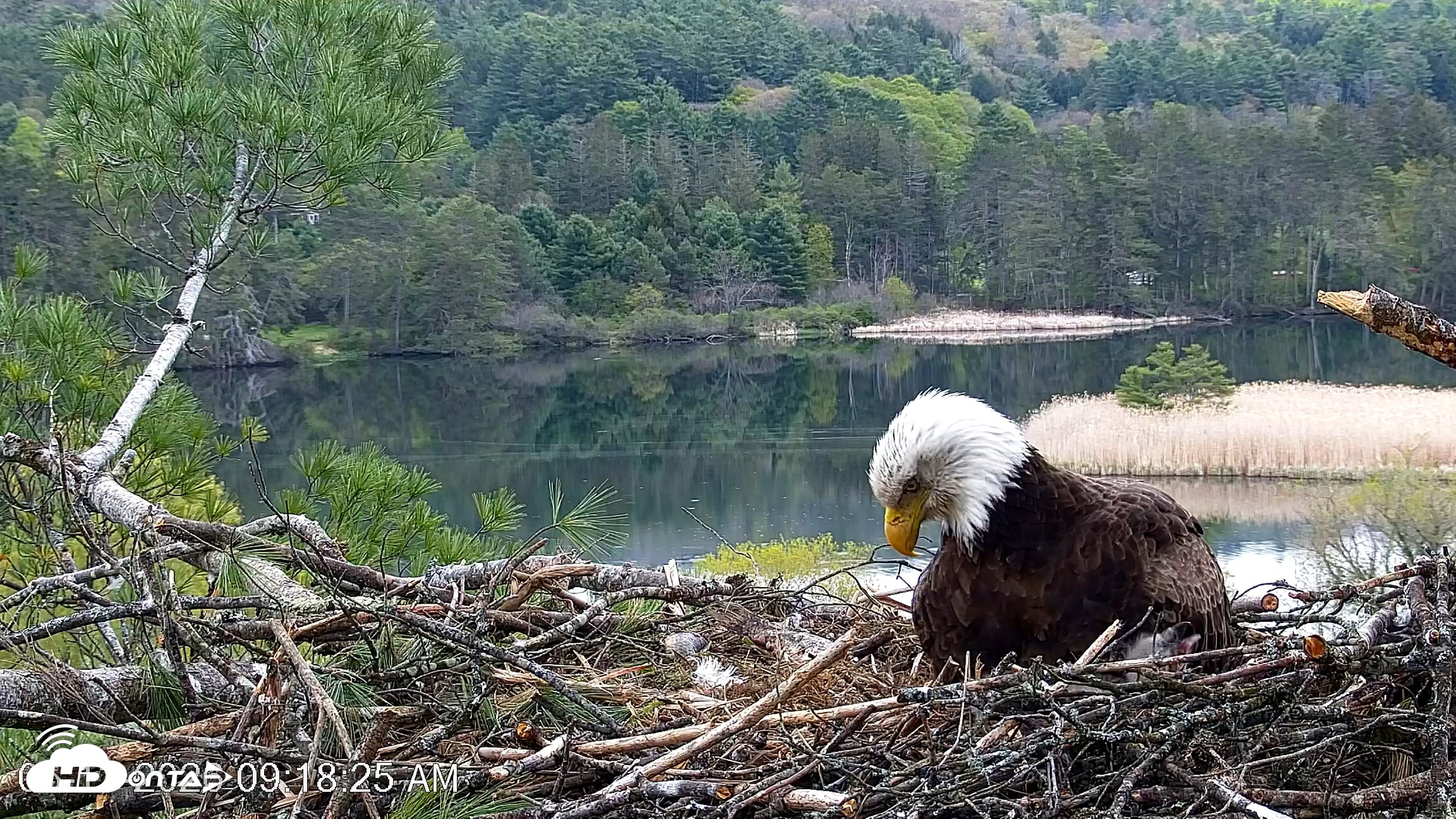 Snapshot of VINS Bald Eagles Nest Live Cams taken May 13, 2026, 9:19am EDT