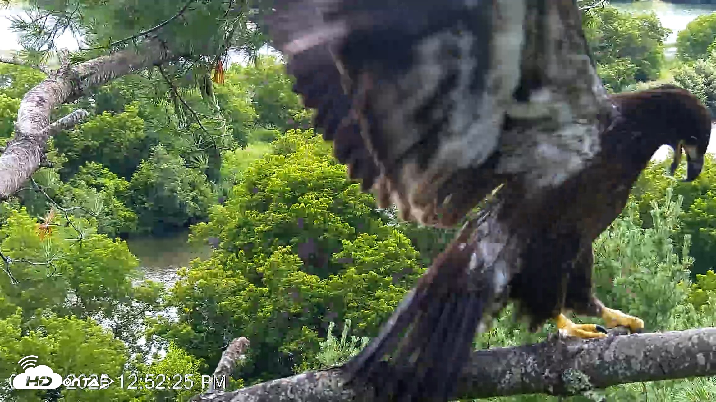 Snapshot of VINS Bald Eagles Nest Live Cams taken Jul 23, 2026, 12:52pm EDT
