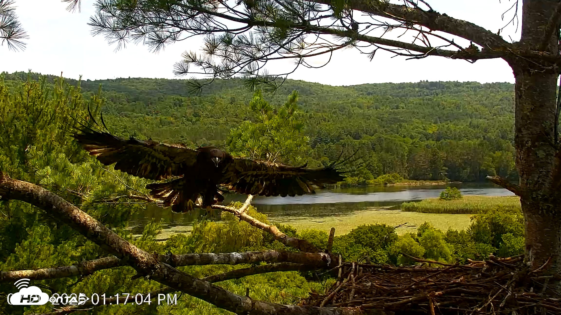 Snapshot of VINS Bald Eagles Nest Live Cams taken Jul 20, 2026, 1:20pm EDT