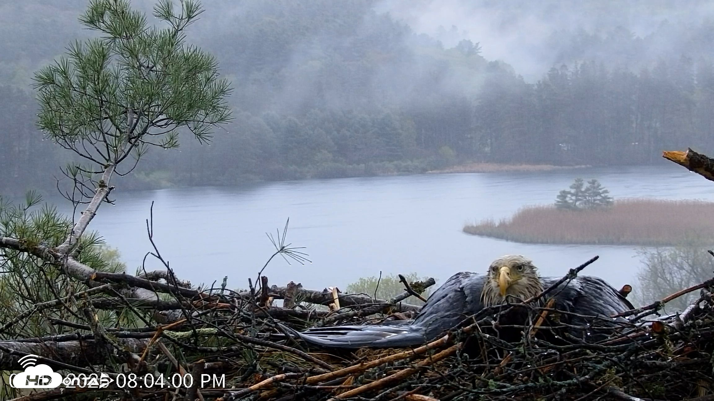 Snapshot of VINS Bald Eagles Nest Live Cams taken May 14, 2026, 8:04pm EDT