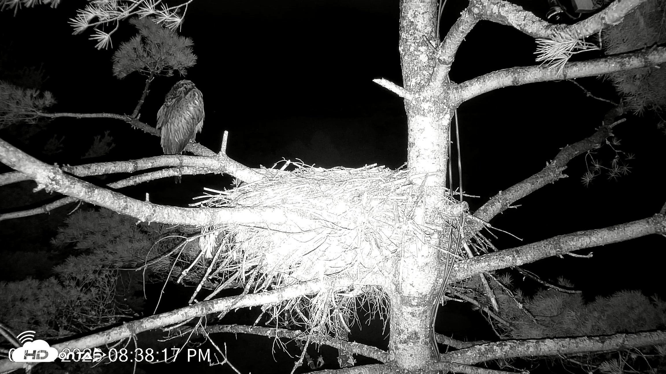Snapshot of VINS Bald Eagles Nest Live Cams taken Aug 12, 2026, 8:39pm EDT