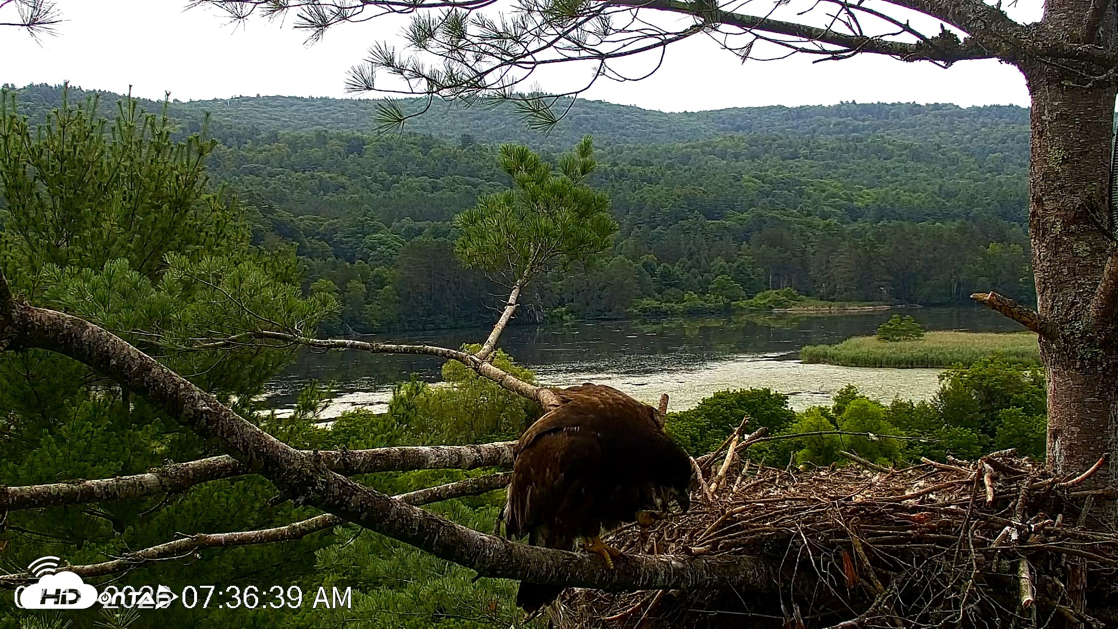 Snapshot of VINS Bald Eagles Nest Live Cams taken Jul 18, 2026, 7:39am EDT