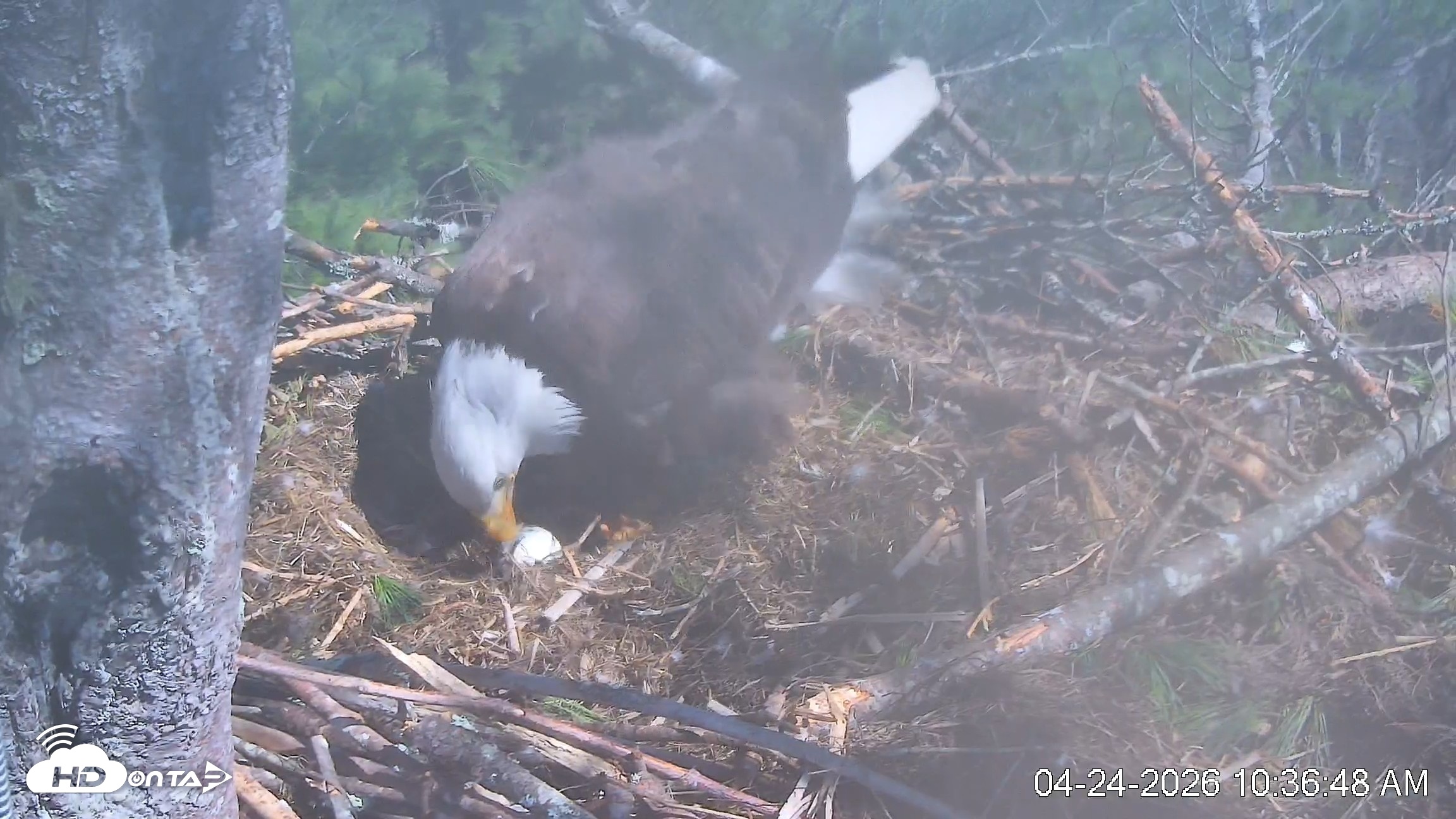 Snapshot of VINS Bald Eagles Nest Live Cams taken Apr 24, 2026, 10:37am EDT