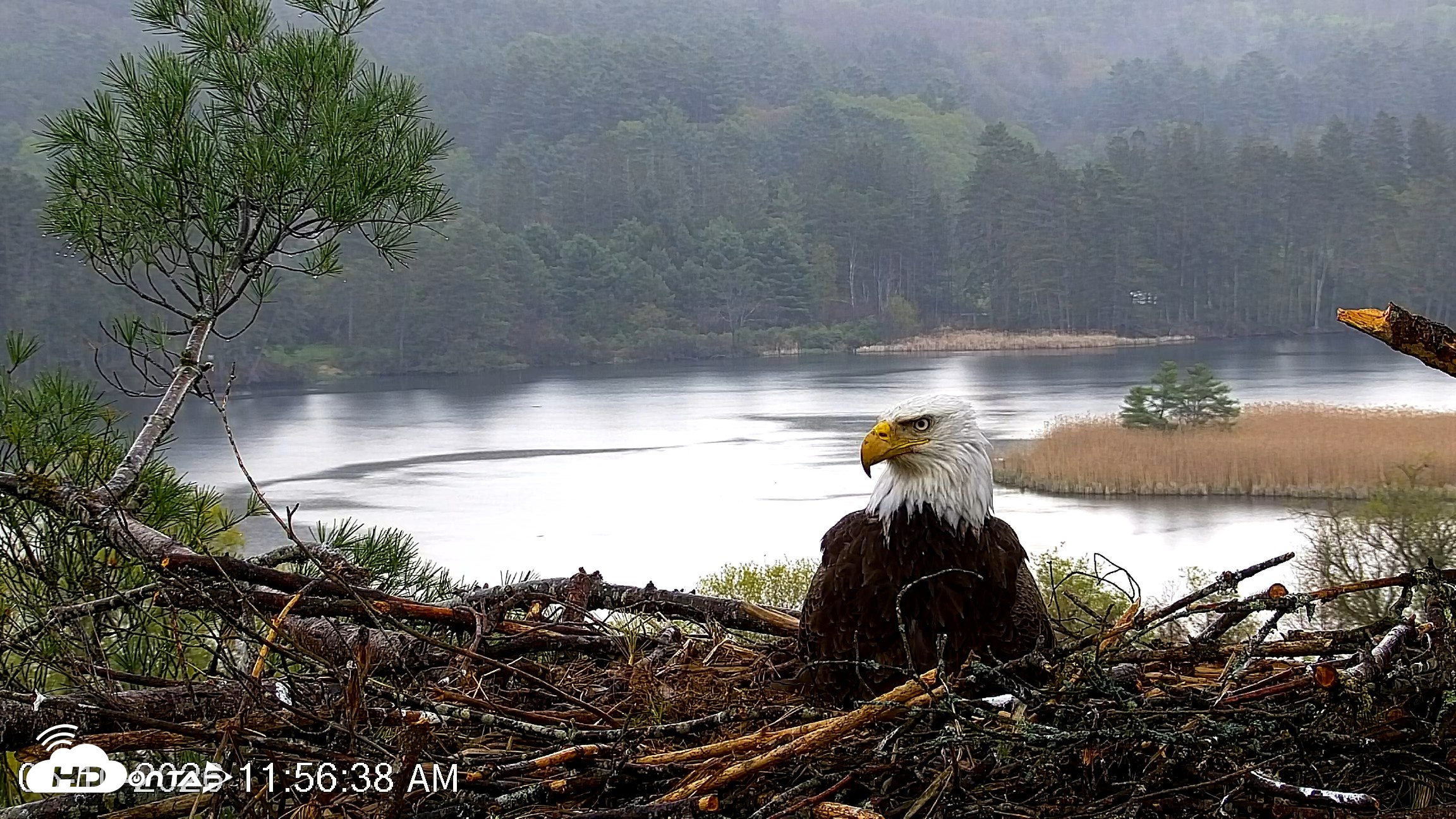Snapshot of VINS Bald Eagles Nest Live Cams taken May 10, 2026, 11:57am EDT