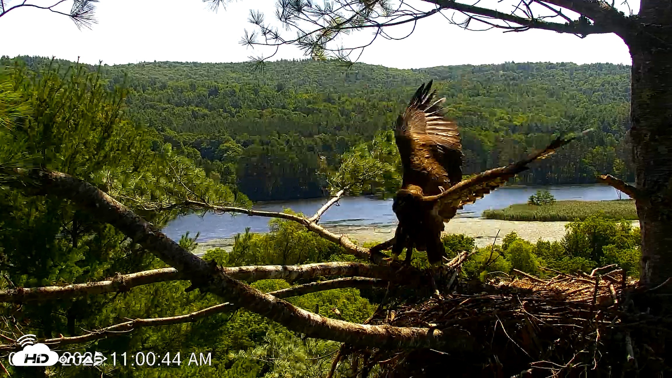 Snapshot of VINS Bald Eagles Nest Live Cams taken Jul 17, 2026, 11:01am EDT