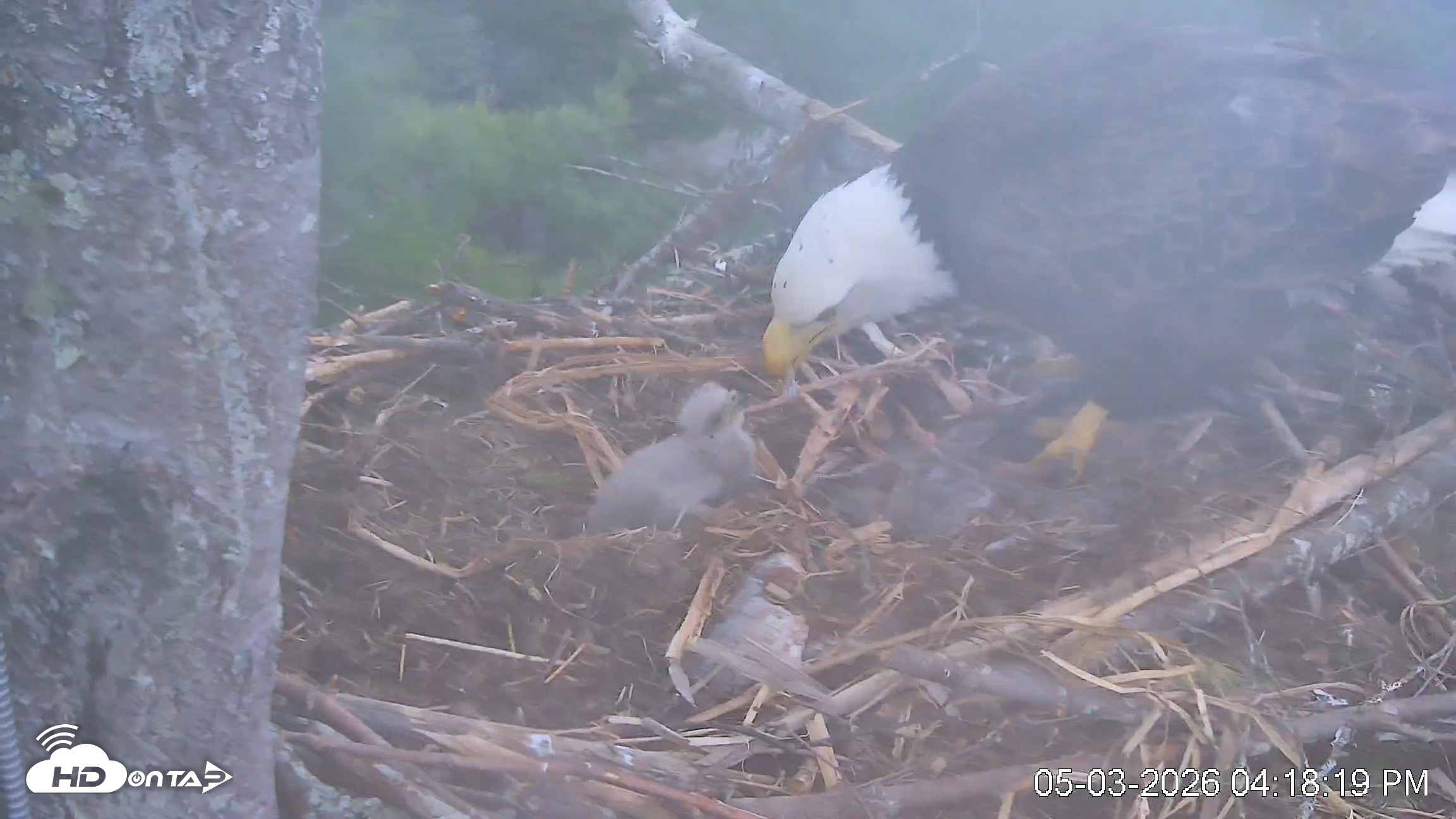 Snapshot of VINS Bald Eagles Nest Live Cams taken May 3, 2026, 4:19pm EDT