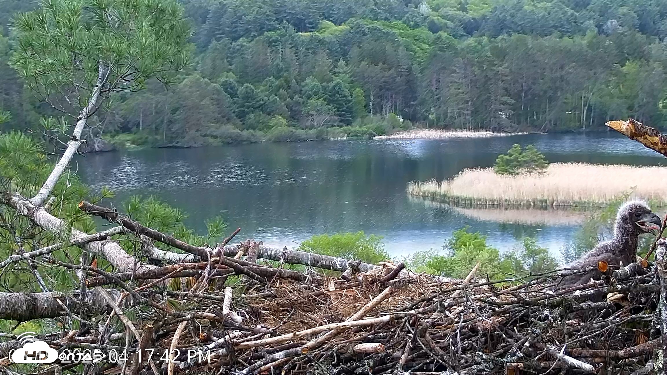 Snapshot of VINS Bald Eagles Nest Live Cams taken May 19, 2026, 4:18pm EDT