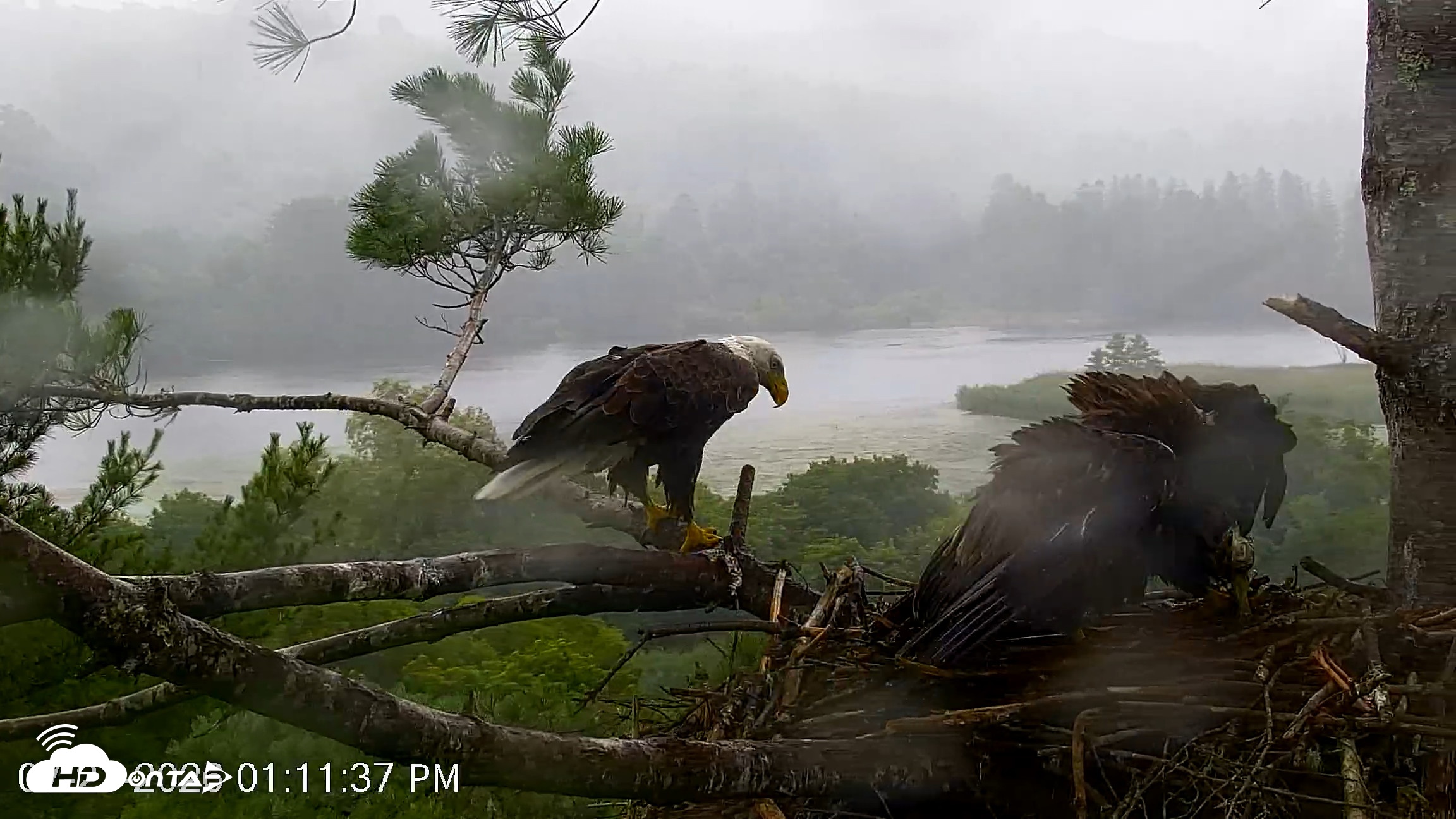 Snapshot of VINS Bald Eagles Nest Live Cams taken Jul 21, 2026, 1:12pm EDT