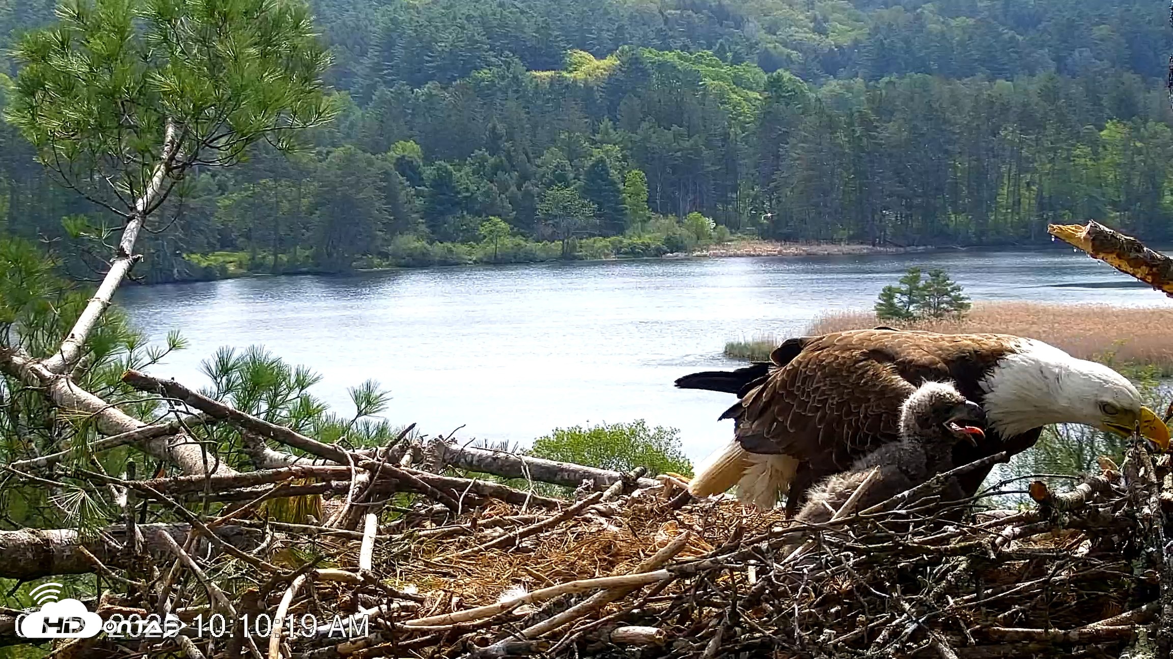 Snapshot of VINS Bald Eagles Nest Live Cams taken May 19, 2026, 10:11am EDT