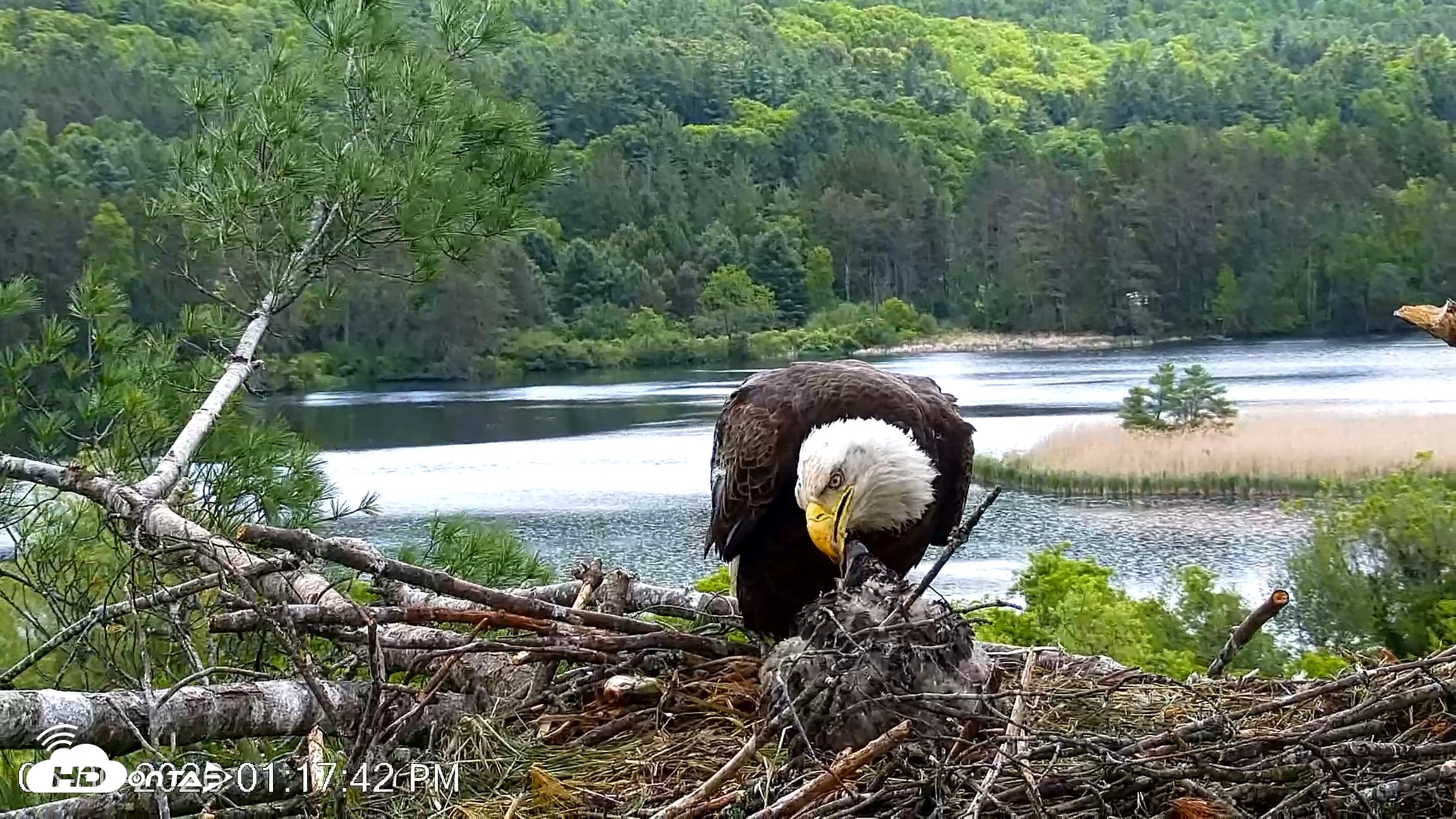 Snapshot of VINS Bald Eagles Nest Live Cams taken May 30, 2026, 1:18pm EDT