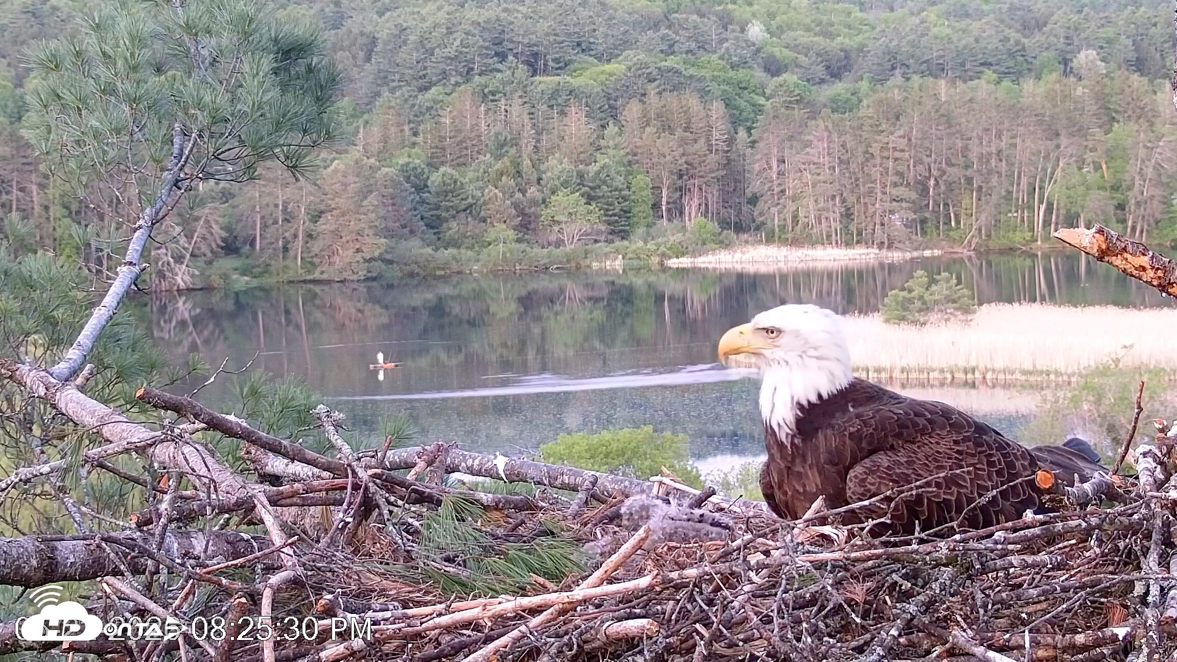 Snapshot of VINS Bald Eagles Nest Live Cams taken May 22, 2026, 8:27pm EDT