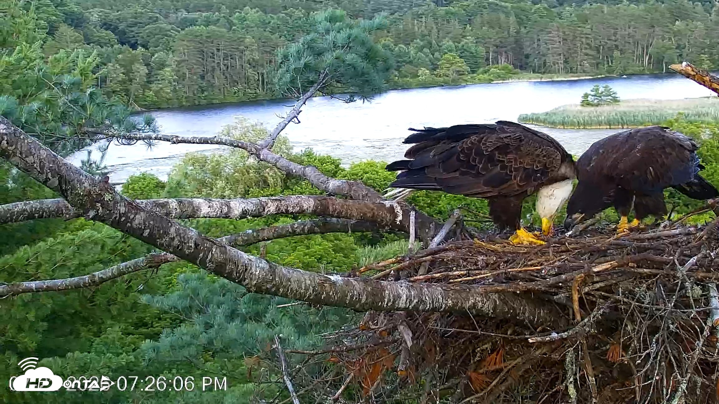 Snapshot of VINS Bald Eagles Nest Live Cams taken Jul 22, 2026, 7:27pm EDT