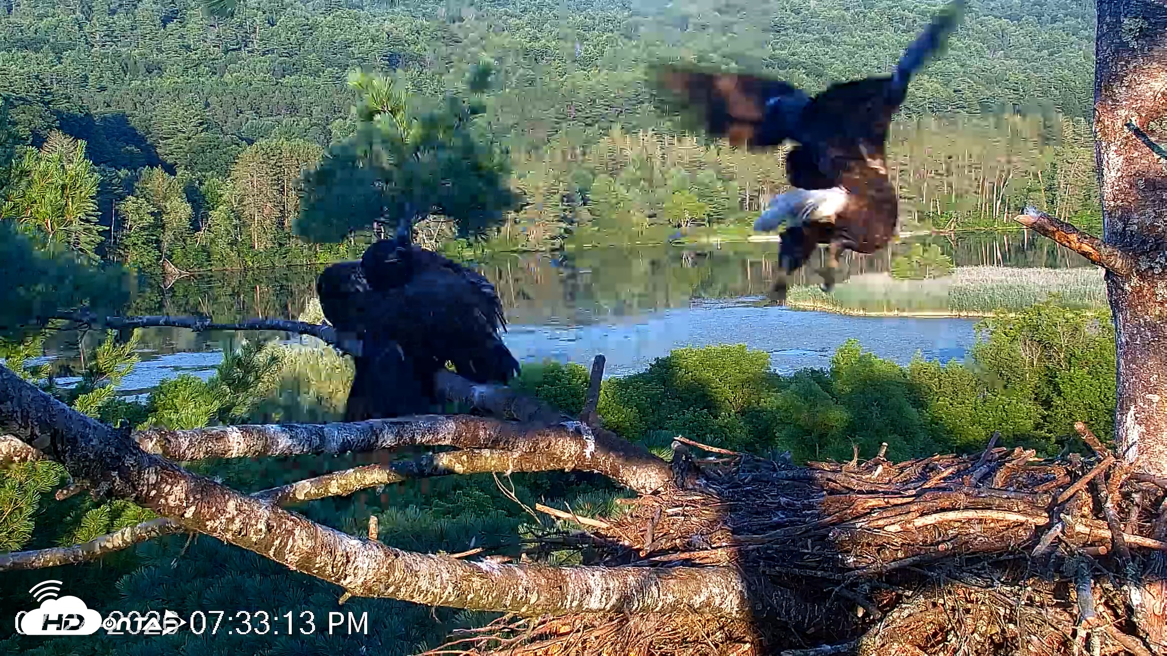 Snapshot of VINS Bald Eagles Nest Live Cams taken Jul 24, 2026, 7:33pm EDT