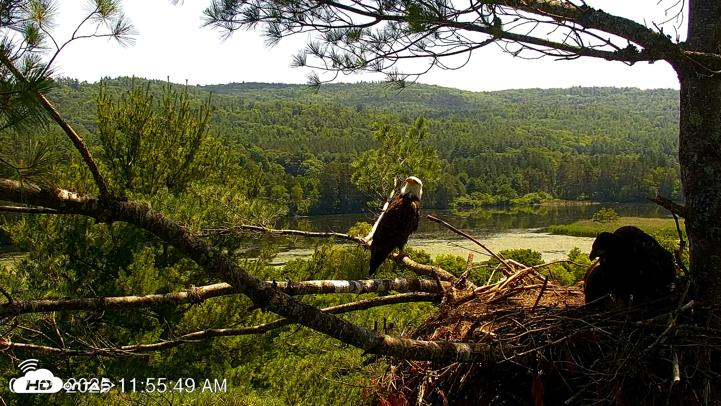 Snapshot of VINS Bald Eagles Nest Live Cams taken Jul 5, 2026, 11:56am EDT