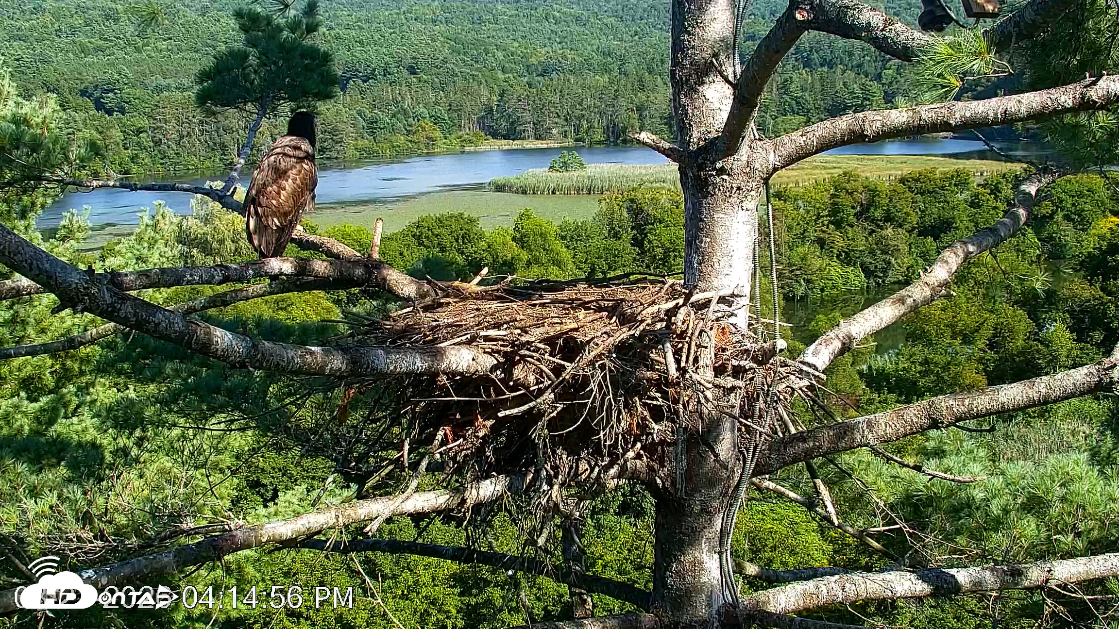 Snapshot of VINS Bald Eagles Nest Live Cams taken Aug 21, 2026, 4:15pm EDT