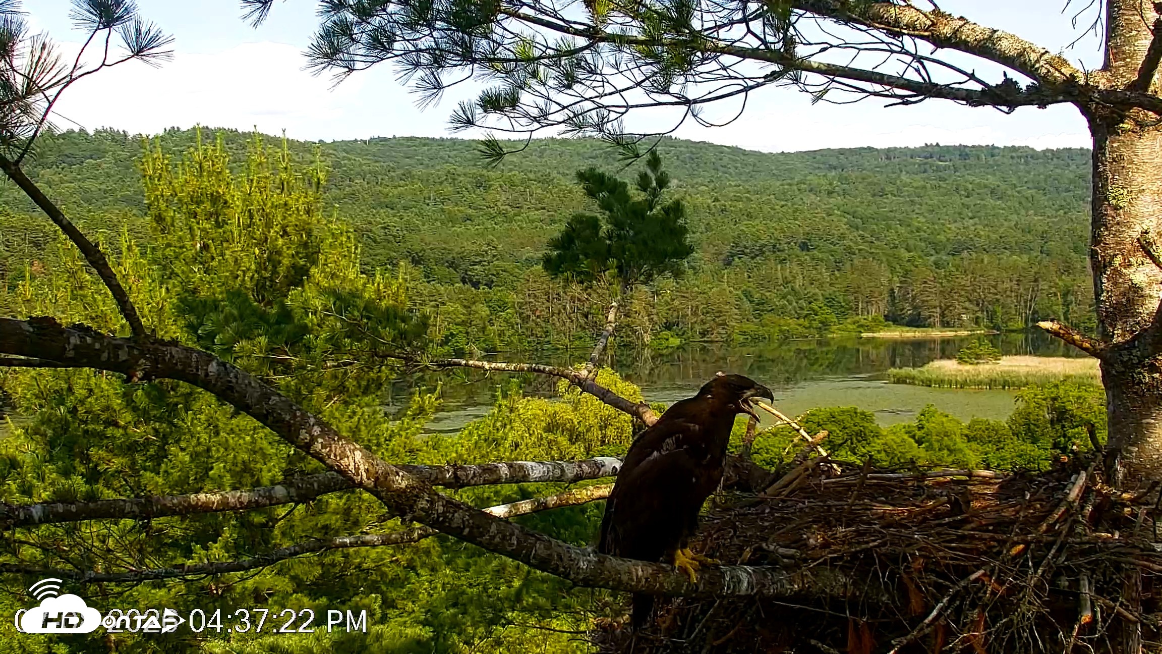 Snapshot of VINS Bald Eagles Nest Live Cams taken Jul 8, 2026, 4:38pm EDT