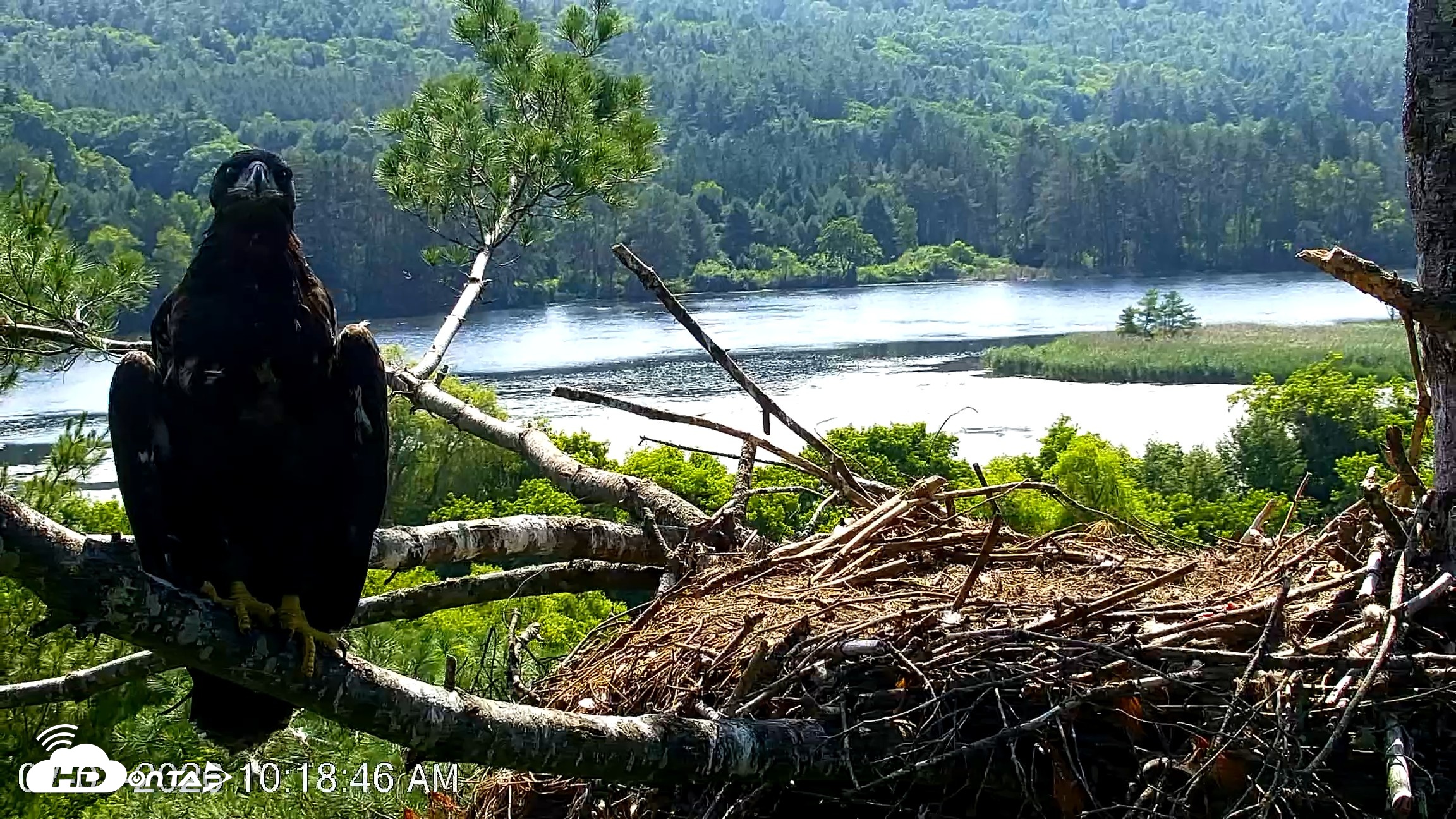 Snapshot of VINS Bald Eagles Nest Live Cams taken Jul 3, 2026, 10:19am EDT