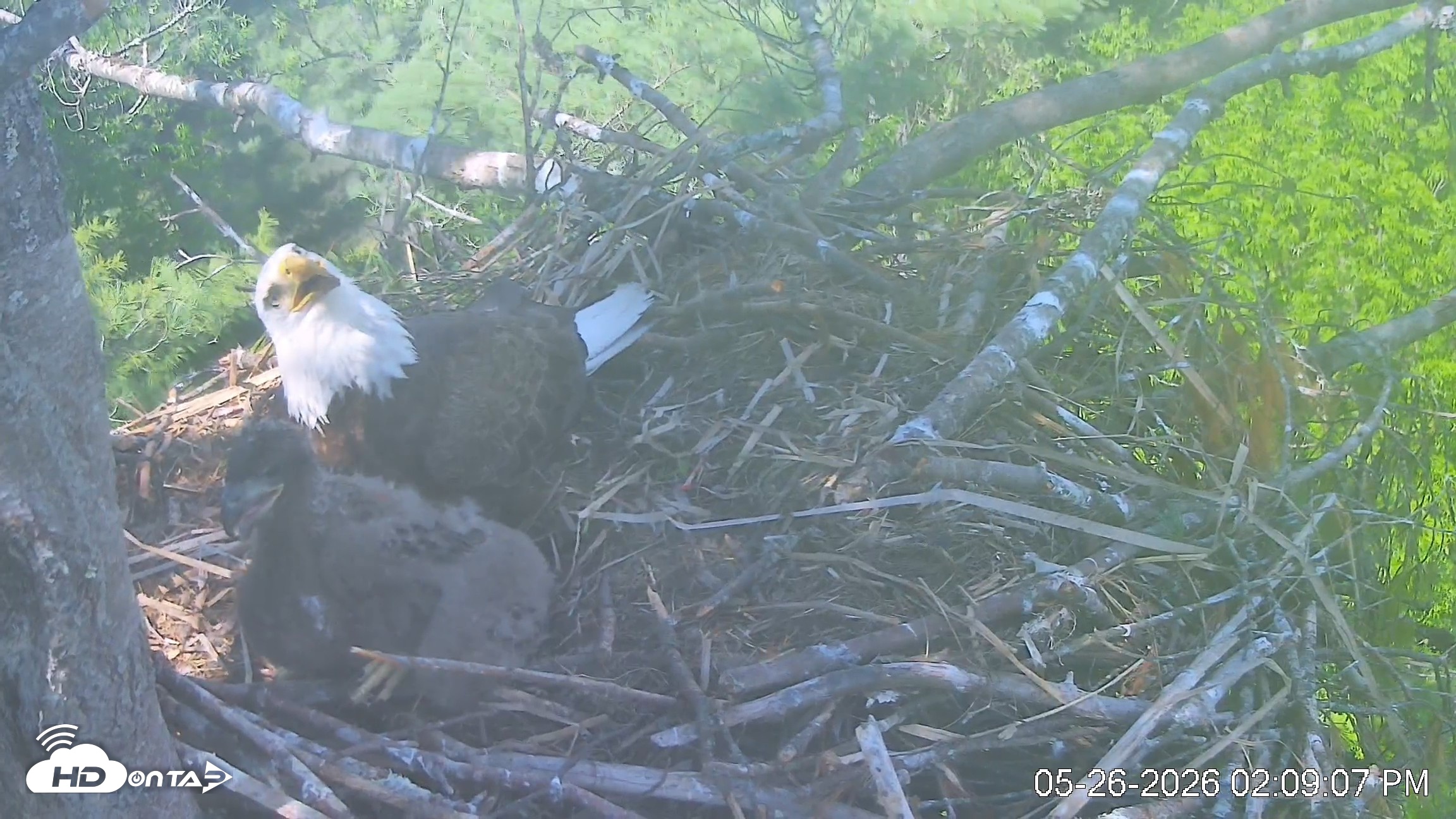 Snapshot of VINS Bald Eagles Nest Live Cams taken May 26, 2026, 2:09pm EDT