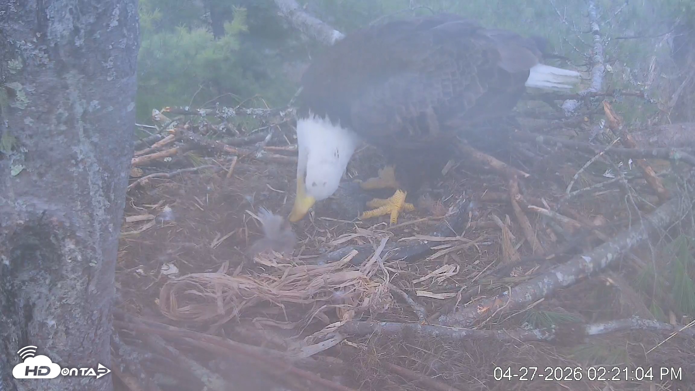 Snapshot of VINS Bald Eagles Nest Live Cams taken Apr 27, 2026, 2:21pm EDT