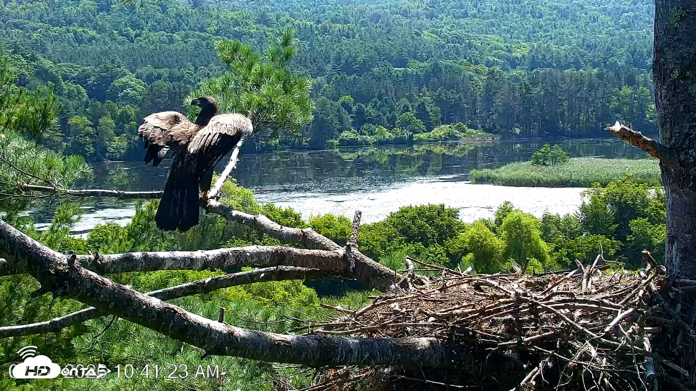 Snapshot of VINS Bald Eagles Nest Live Cams taken Jul 24, 2026, 10:42am EDT