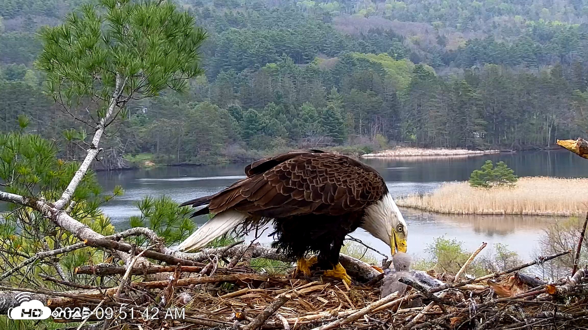 Snapshot of VINS Bald Eagles Nest Live Cams taken May 6, 2026, 9:52am EDT