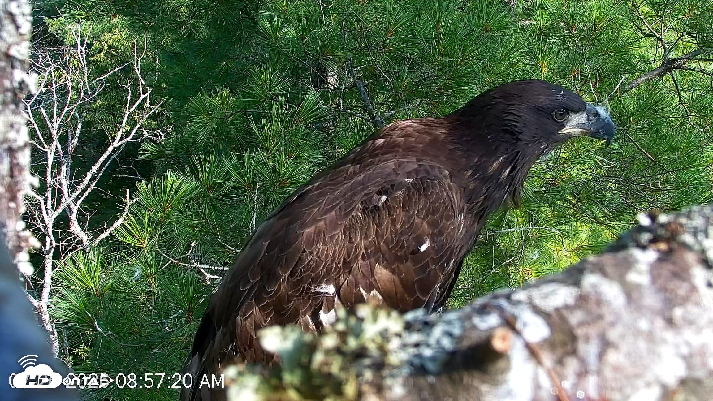 Snapshot of VINS Bald Eagles Nest Live Cams taken Jul 26, 2026, 8:58am EDT