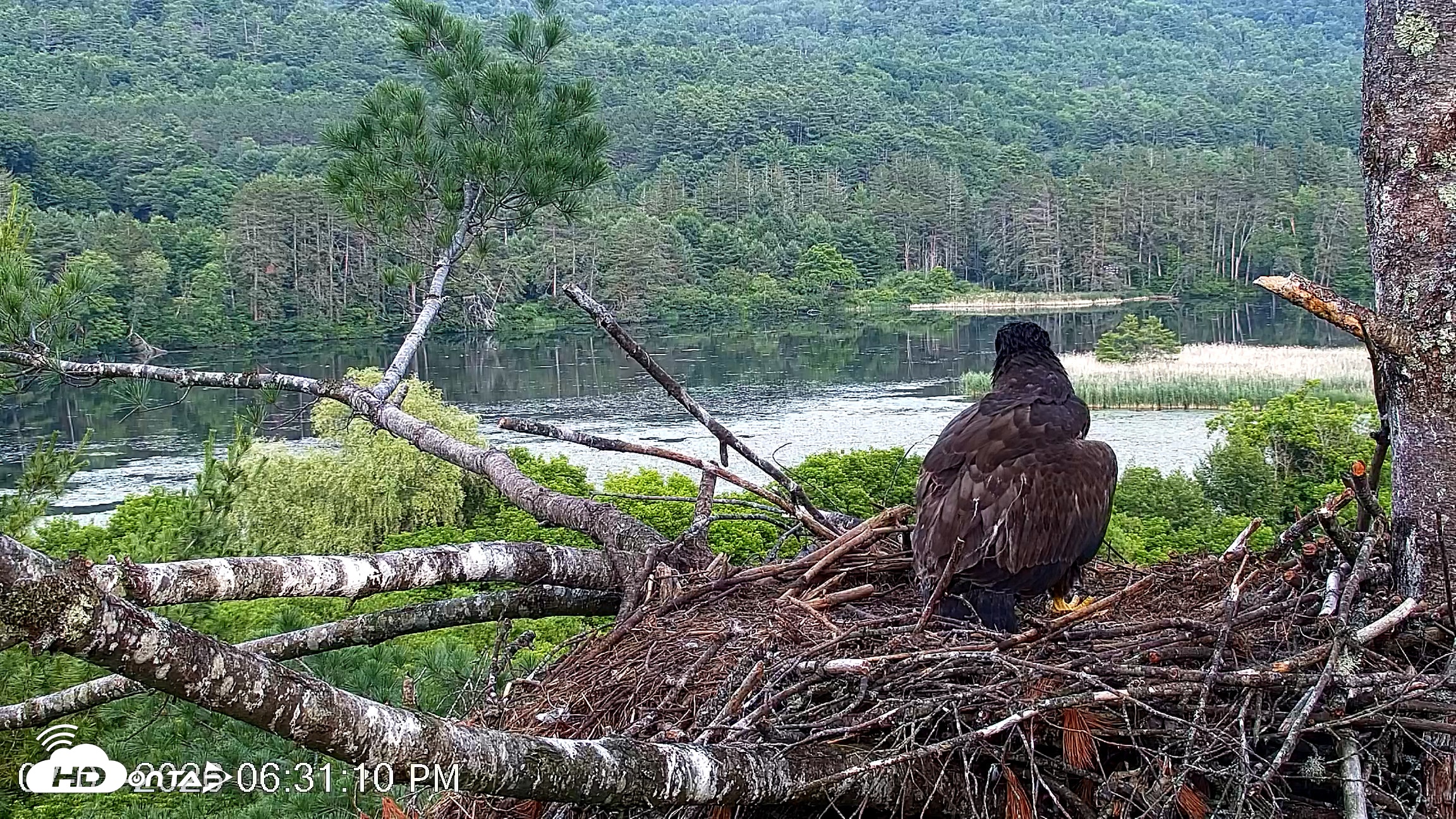 Snapshot of VINS Bald Eagles Nest Live Cams taken Jul 1, 2026, 6:32pm EDT