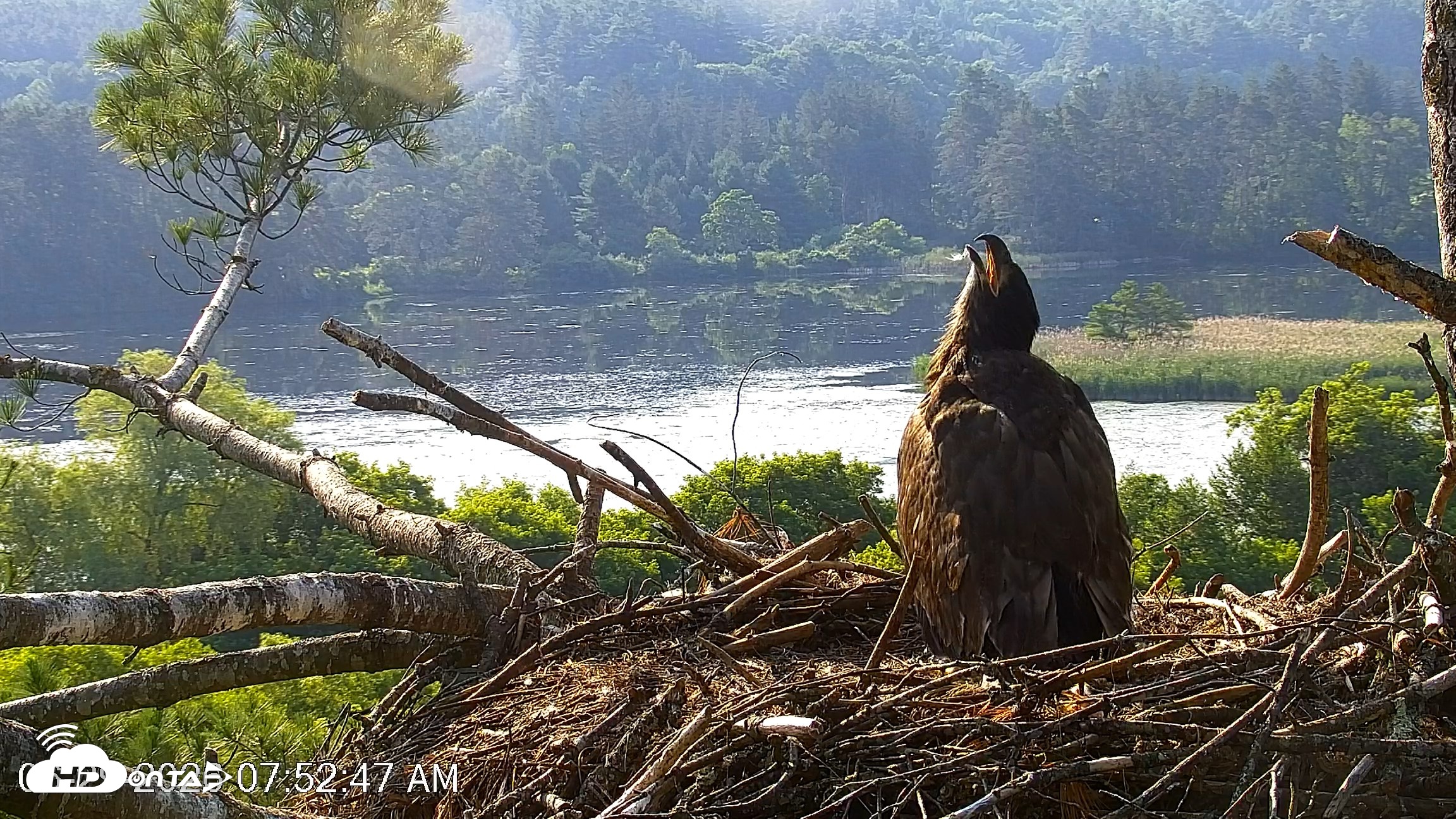 Snapshot of VINS Bald Eagles Nest Live Cams taken Jun 29, 2026, 7:53am EDT