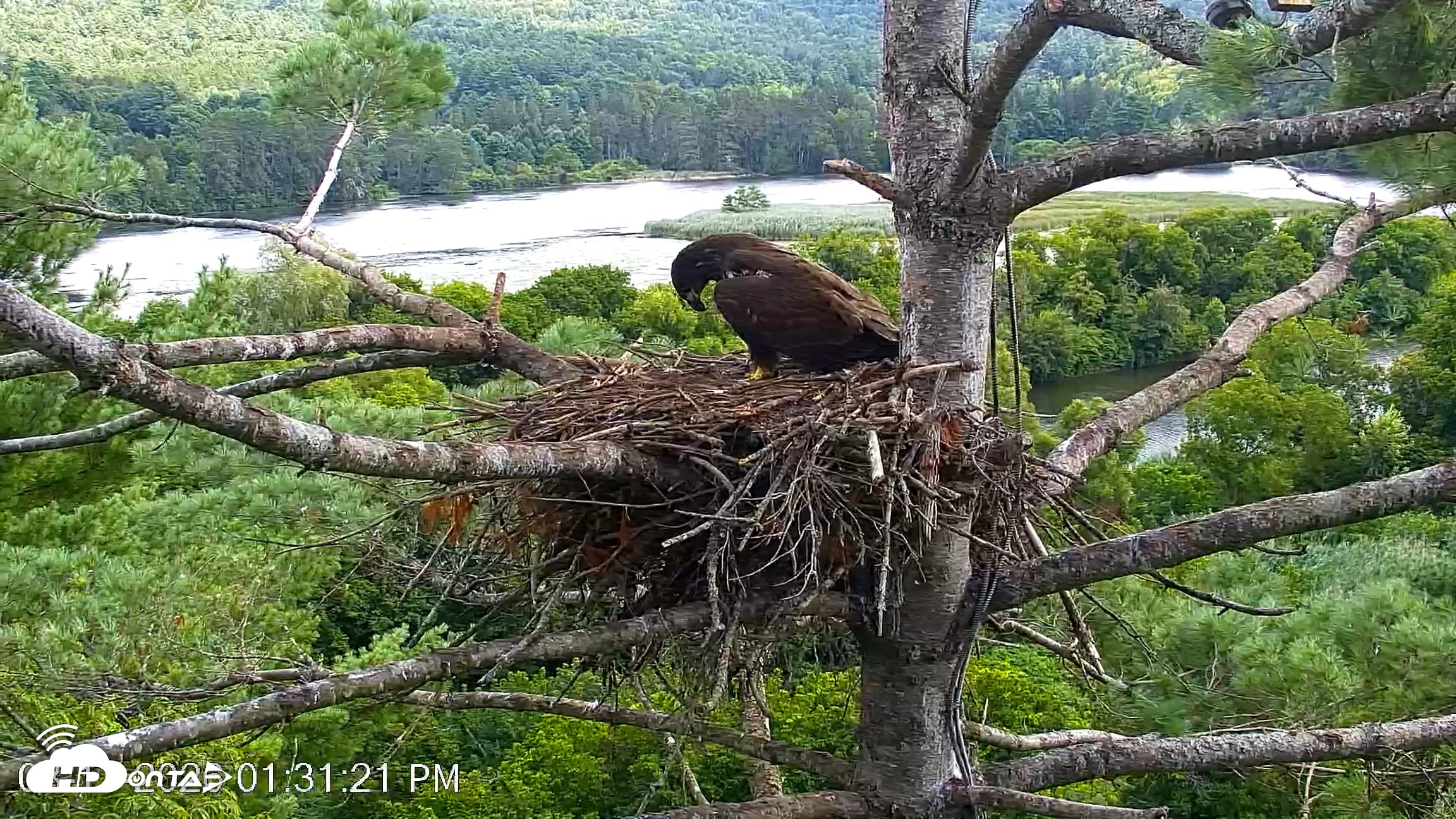 Snapshot of VINS Bald Eagles Nest Live Cams taken Aug 11, 2026, 1:32pm EDT