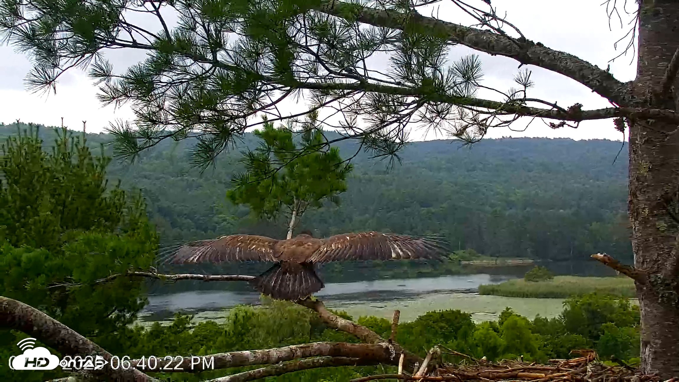 Snapshot of VINS Bald Eagles Nest Live Cams taken Jul 21, 2026, 6:41pm EDT