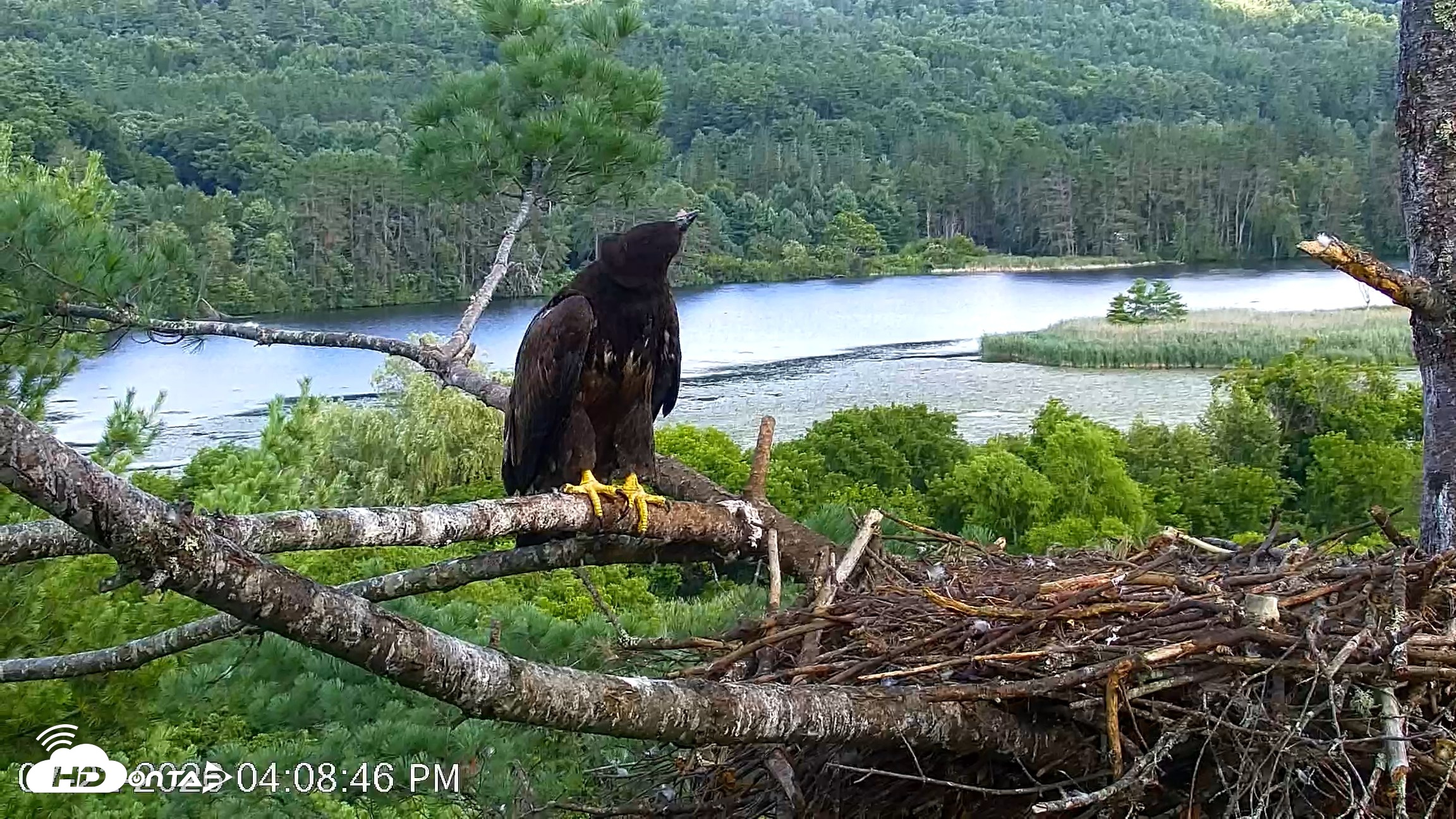 Snapshot of VINS Bald Eagles Nest Live Cams taken Jul 22, 2026, 4:09pm EDT