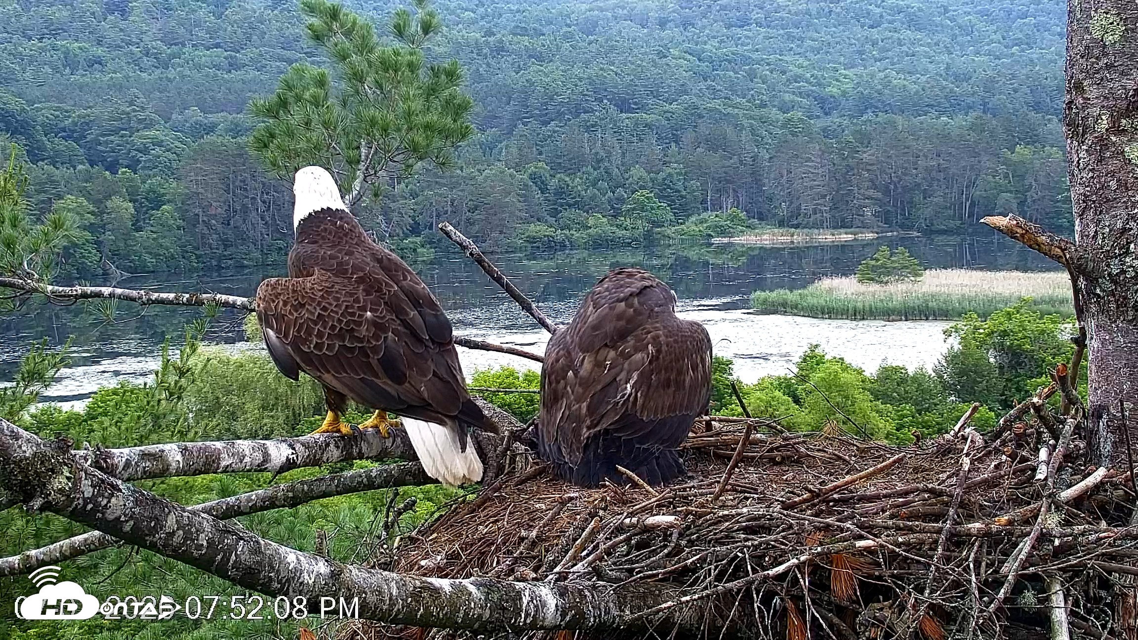 Snapshot of VINS Bald Eagles Nest Live Cams taken Jul 1, 2026, 7:52pm EDT