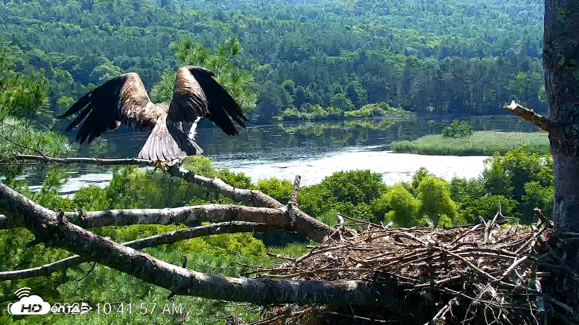 Snapshot of VINS Bald Eagles Nest Live Cams taken Jul 24, 2026, 10:42am EDT