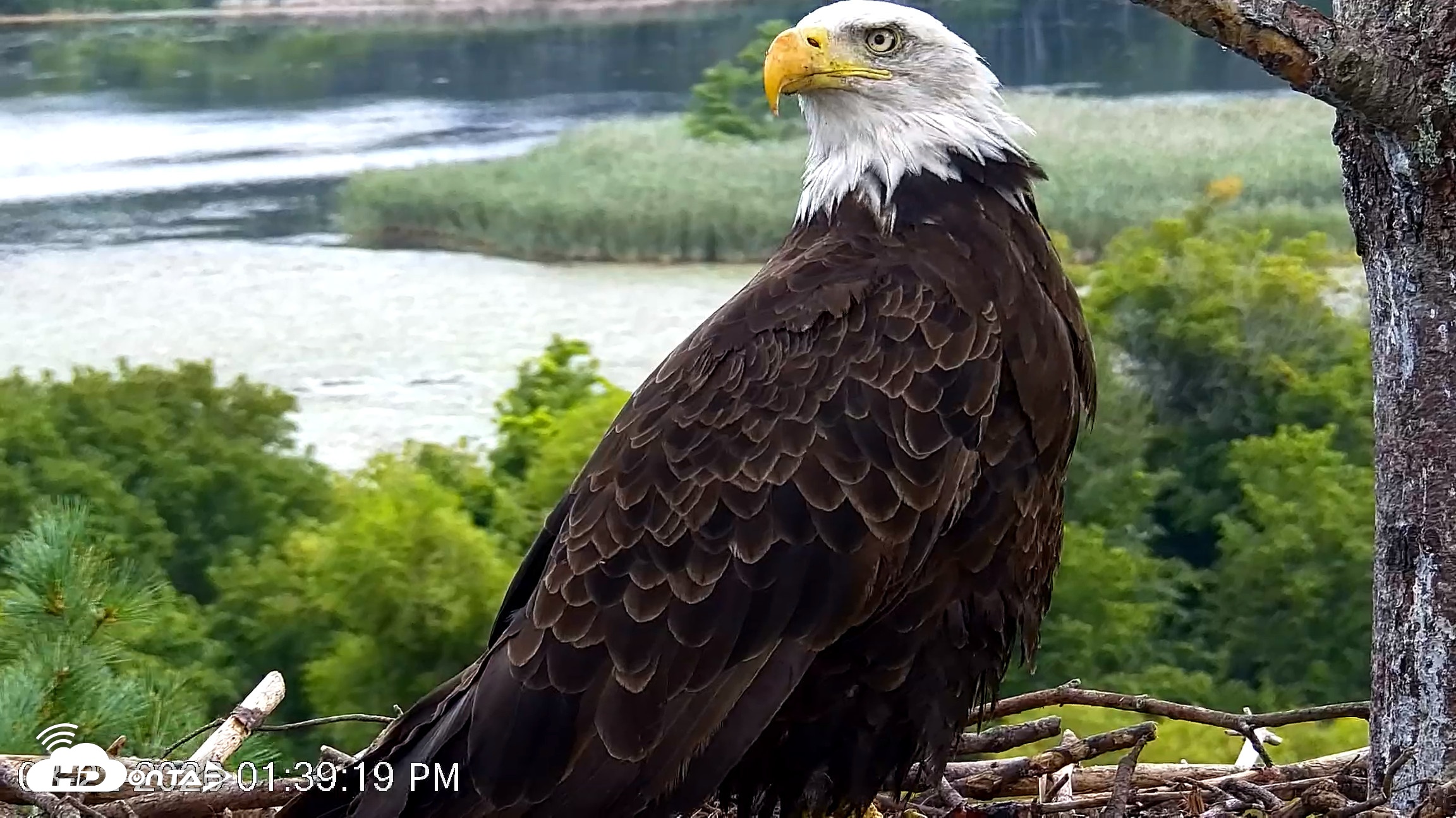 Snapshot of VINS Bald Eagles Nest Live Cams taken Aug 22, 2026, 1:40pm EDT