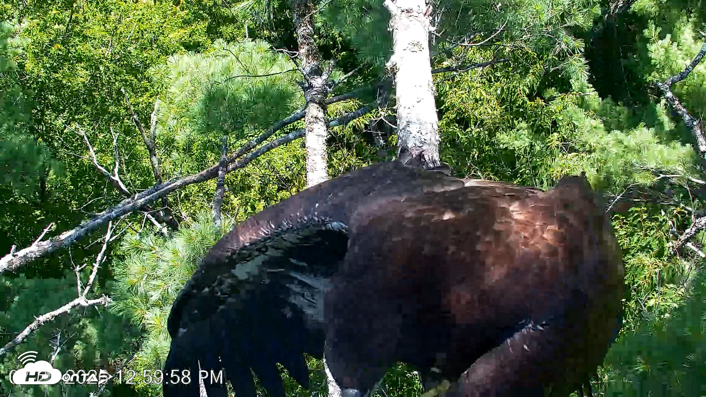 Snapshot of VINS Bald Eagles Nest Live Cams taken Jul 27, 2026, 1:00pm EDT