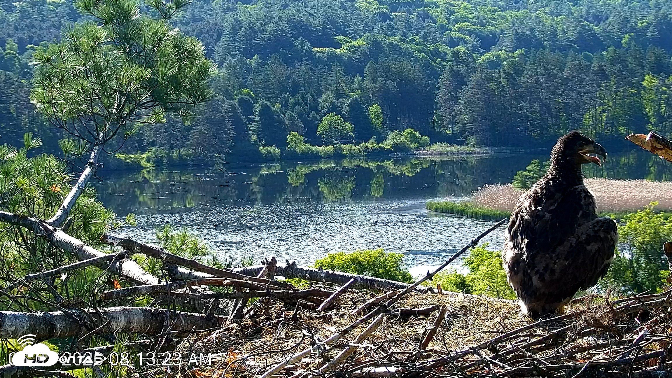 Snapshot of VINS Bald Eagles Nest Live Cams taken Jun 3, 2026, 8:14am EDT