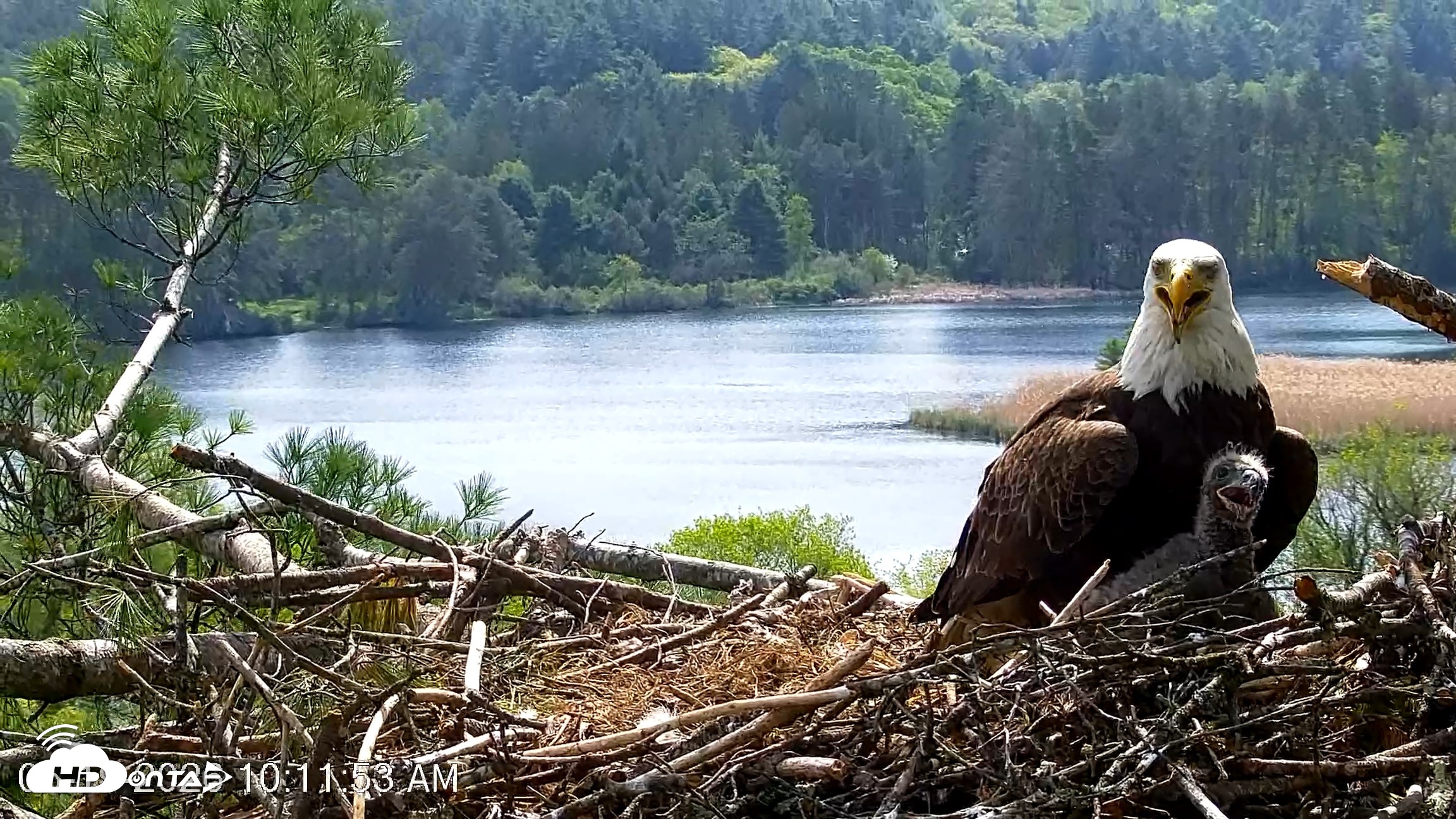 Snapshot of VINS Bald Eagles Nest Live Cams taken May 19, 2026, 10:12am EDT