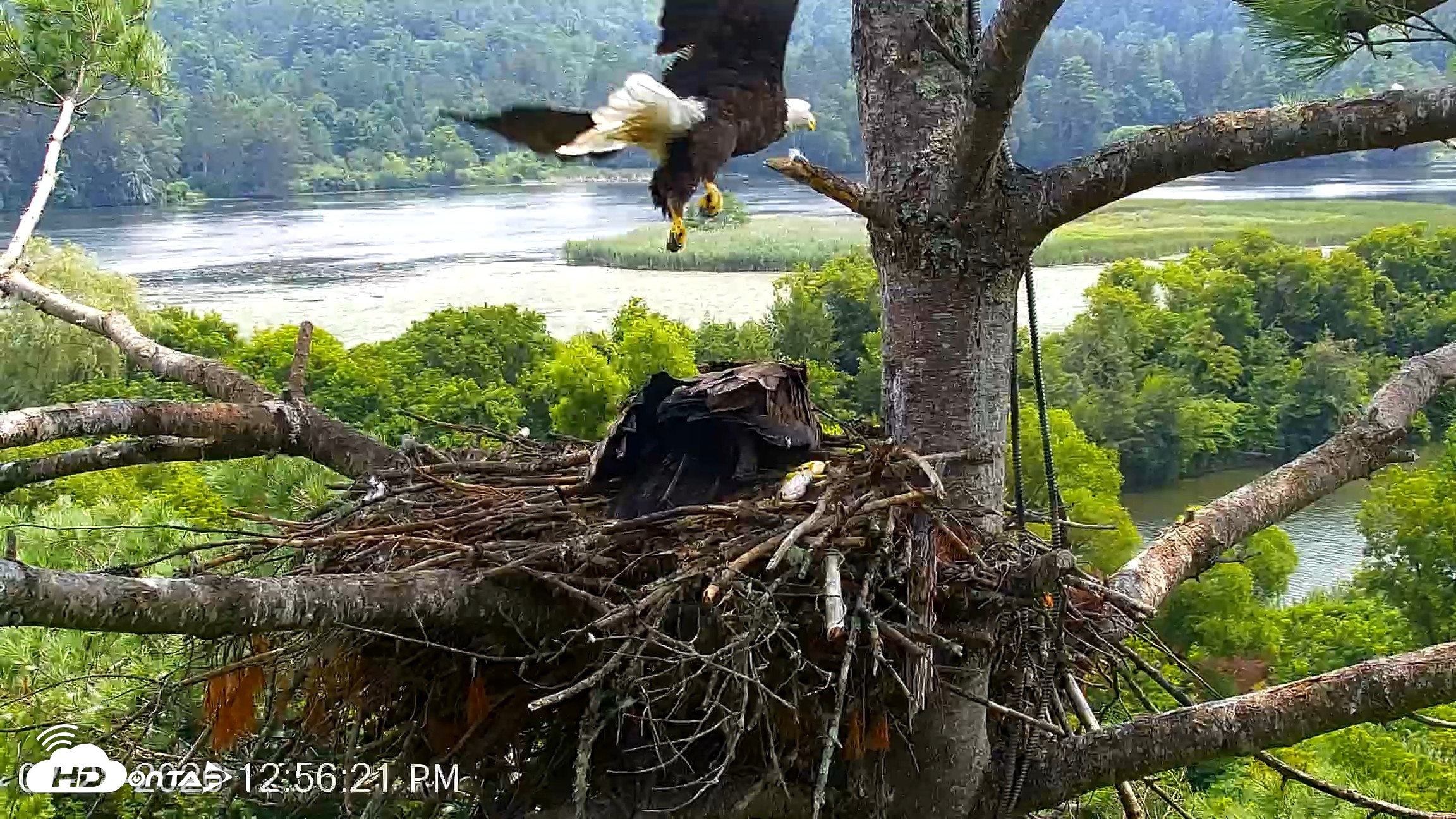 Snapshot of VINS Bald Eagles Nest Live Cams taken Jul 28, 2026, 12:57pm EDT