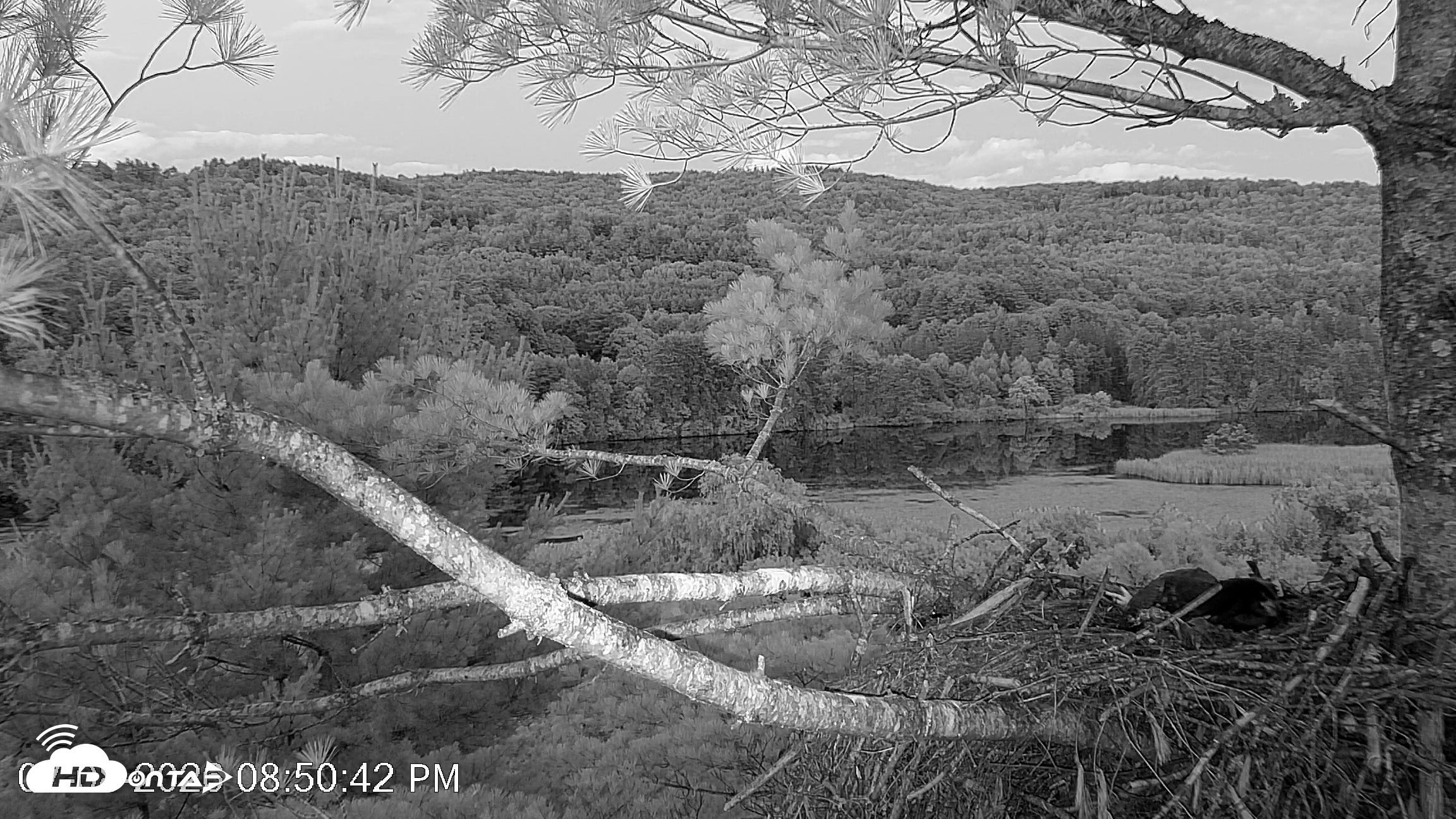 Snapshot of VINS Bald Eagles Nest Live Cams taken Jul 8, 2026, 8:51pm EDT