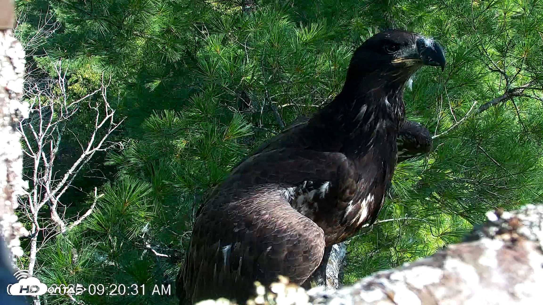 Snapshot of VINS Bald Eagles Nest Live Cams taken Jul 26, 2026, 9:20am EDT