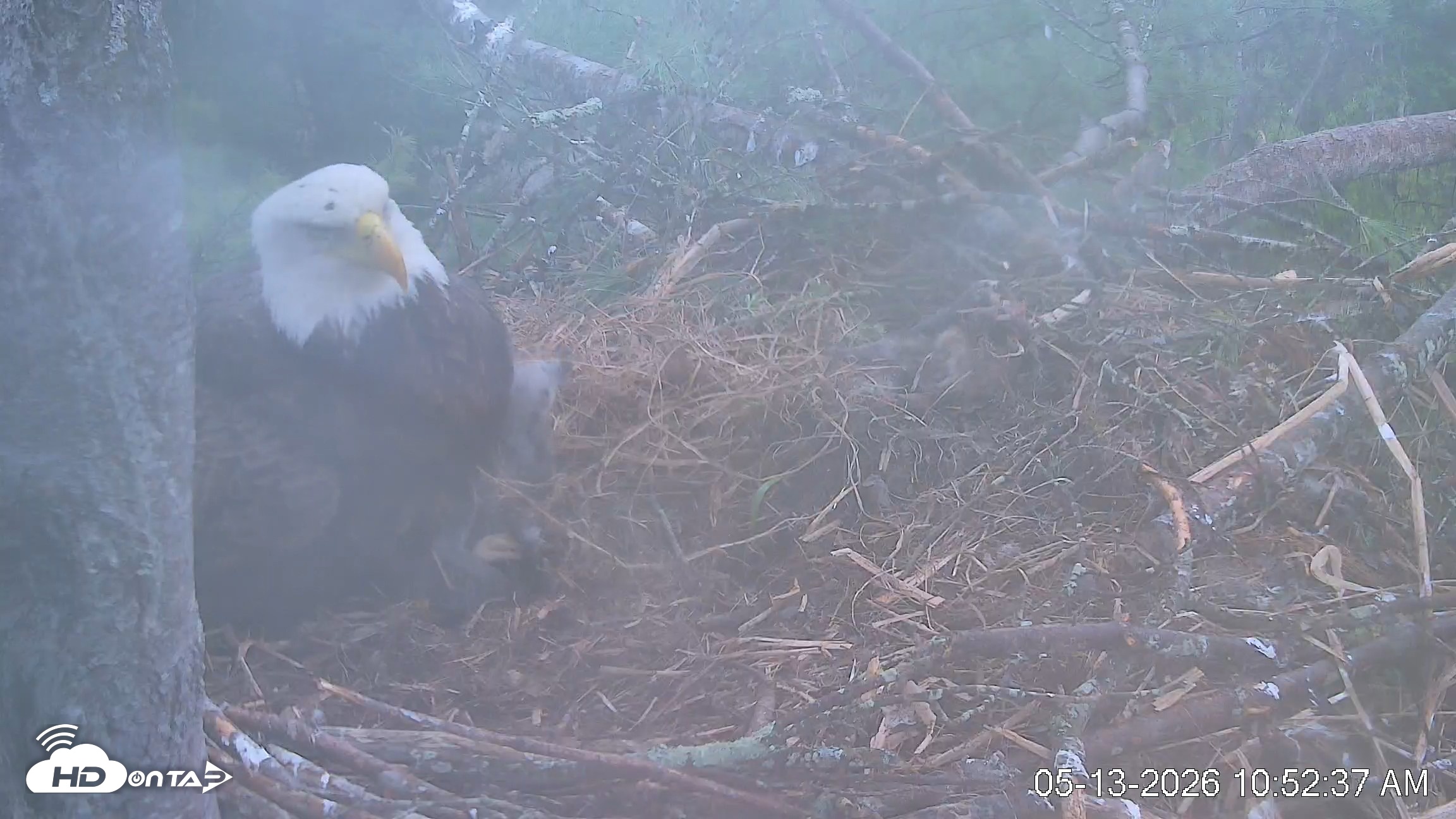 Snapshot of VINS Bald Eagles Nest Live Cams taken May 13, 2026, 10:53am EDT