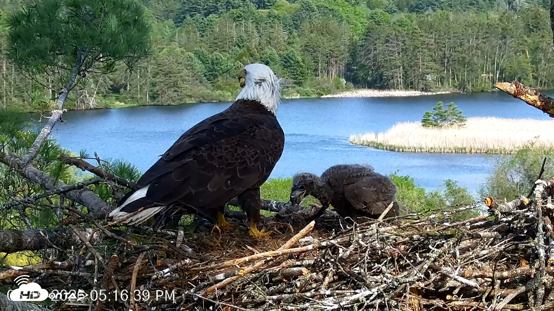 Snapshot of VINS Bald Eagles Nest Live Cams taken May 19, 2026, 5:17pm EDT