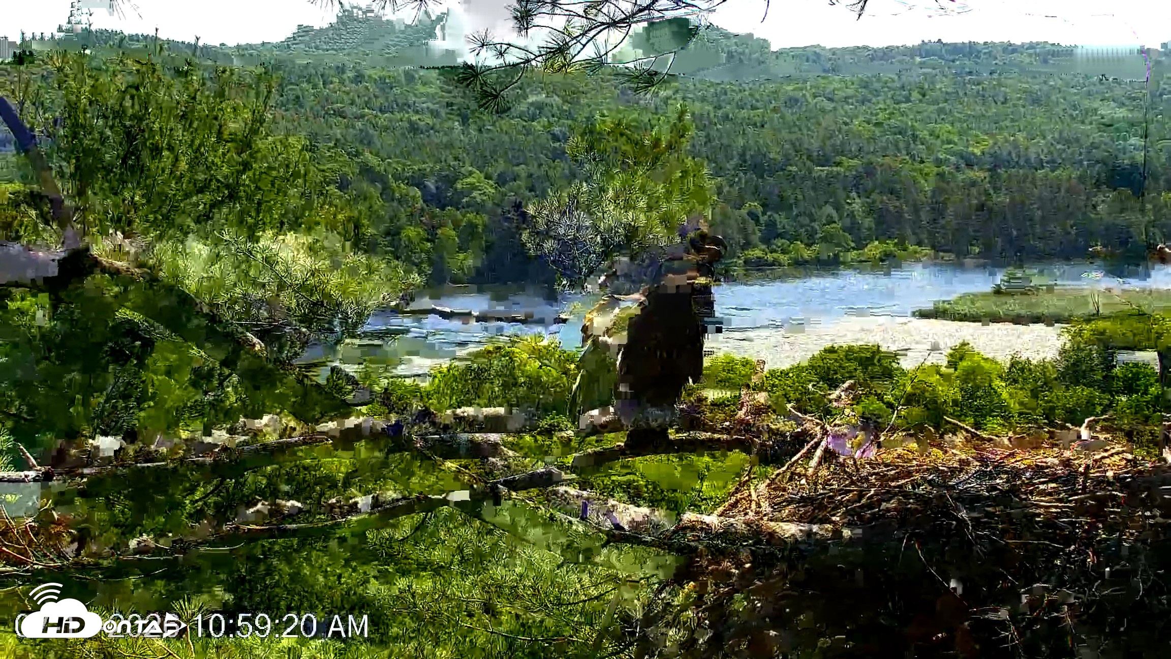 Snapshot of VINS Bald Eagles Nest Live Cams taken Jul 17, 2026, 10:59am EDT