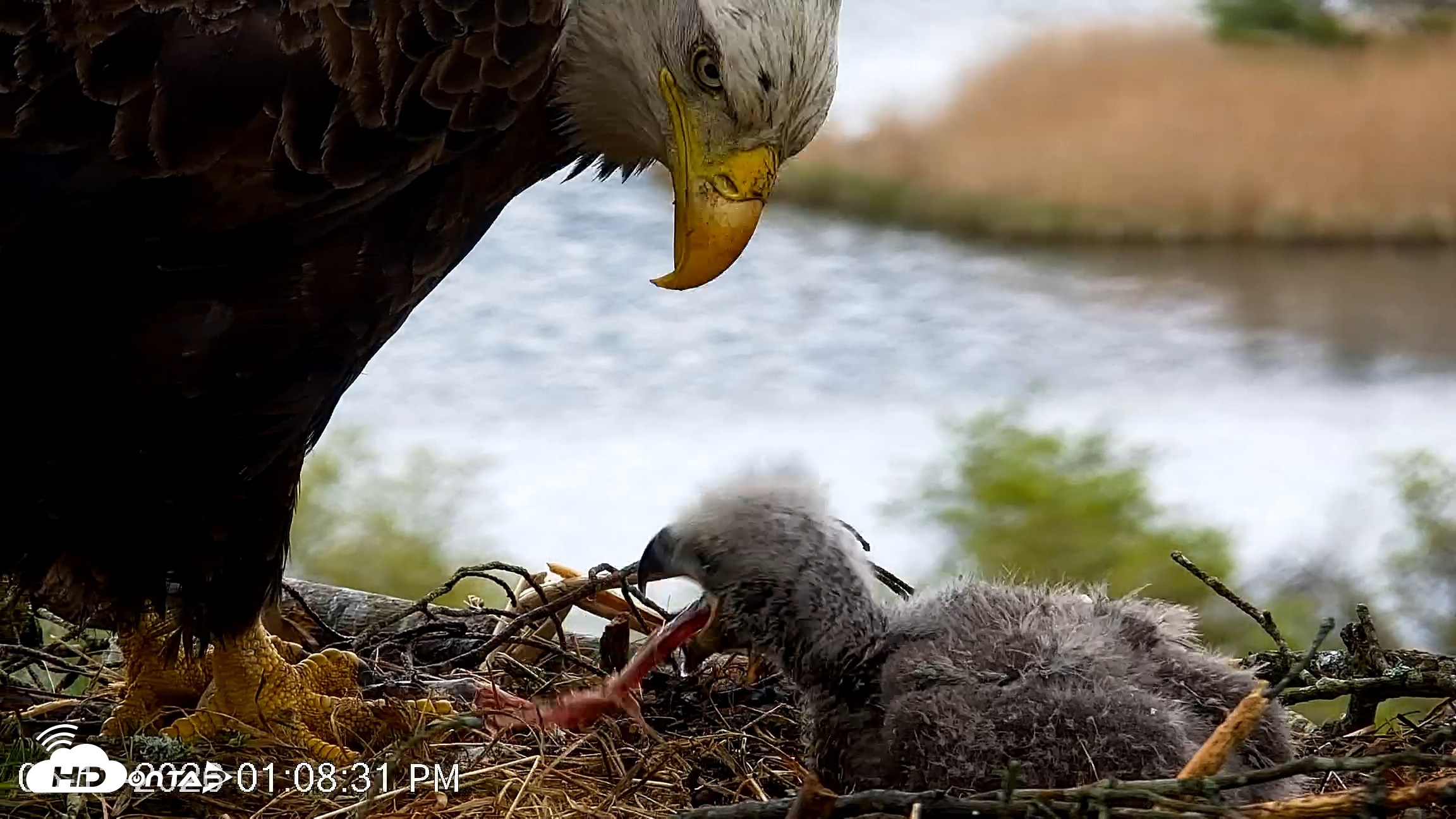 Snapshot of VINS Bald Eagles Nest Live Cams taken May 13, 2026, 1:09pm EDT
