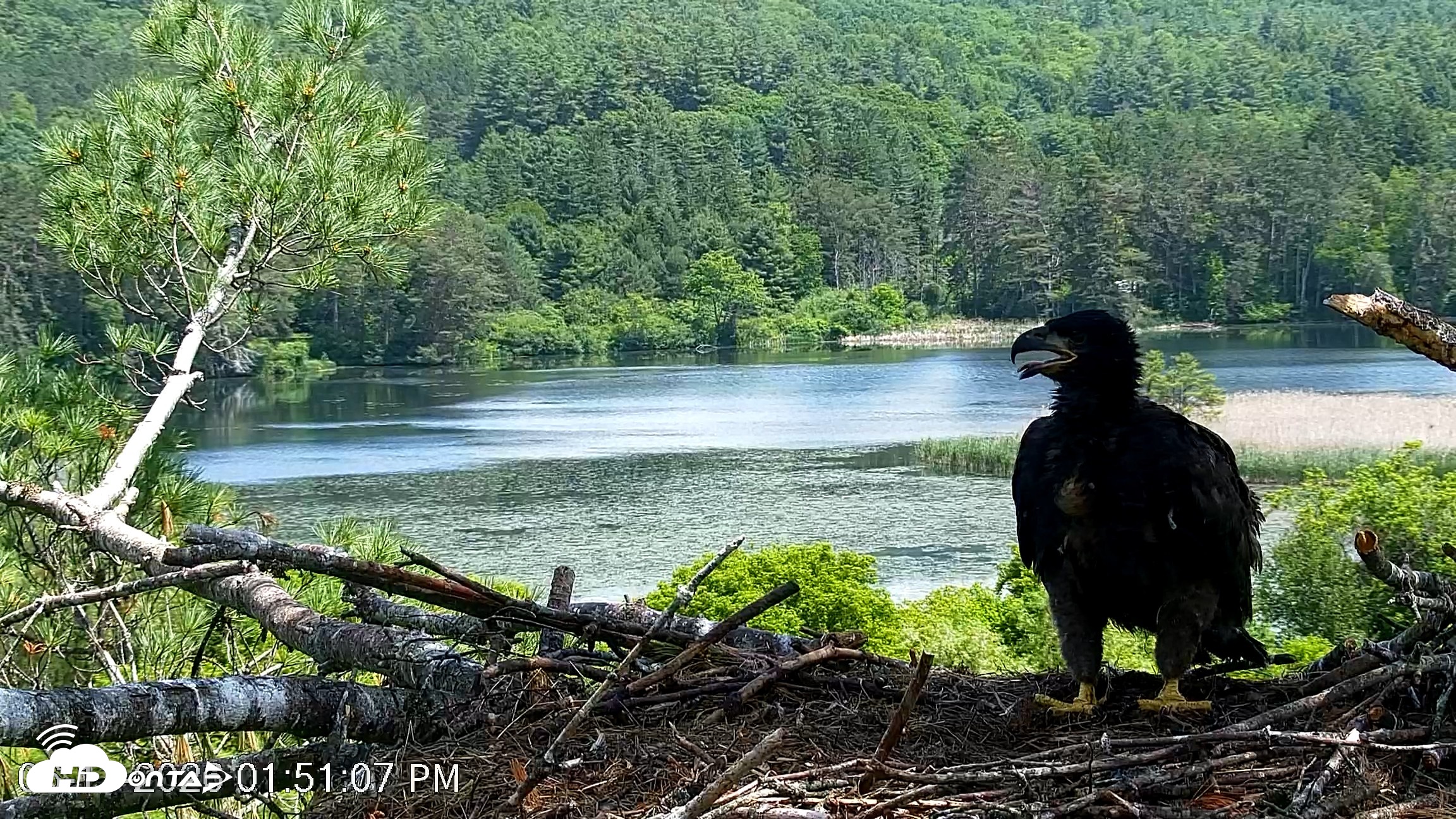 Snapshot of VINS Bald Eagles Nest Live Cams taken Jun 11, 2026, 1:51pm EDT