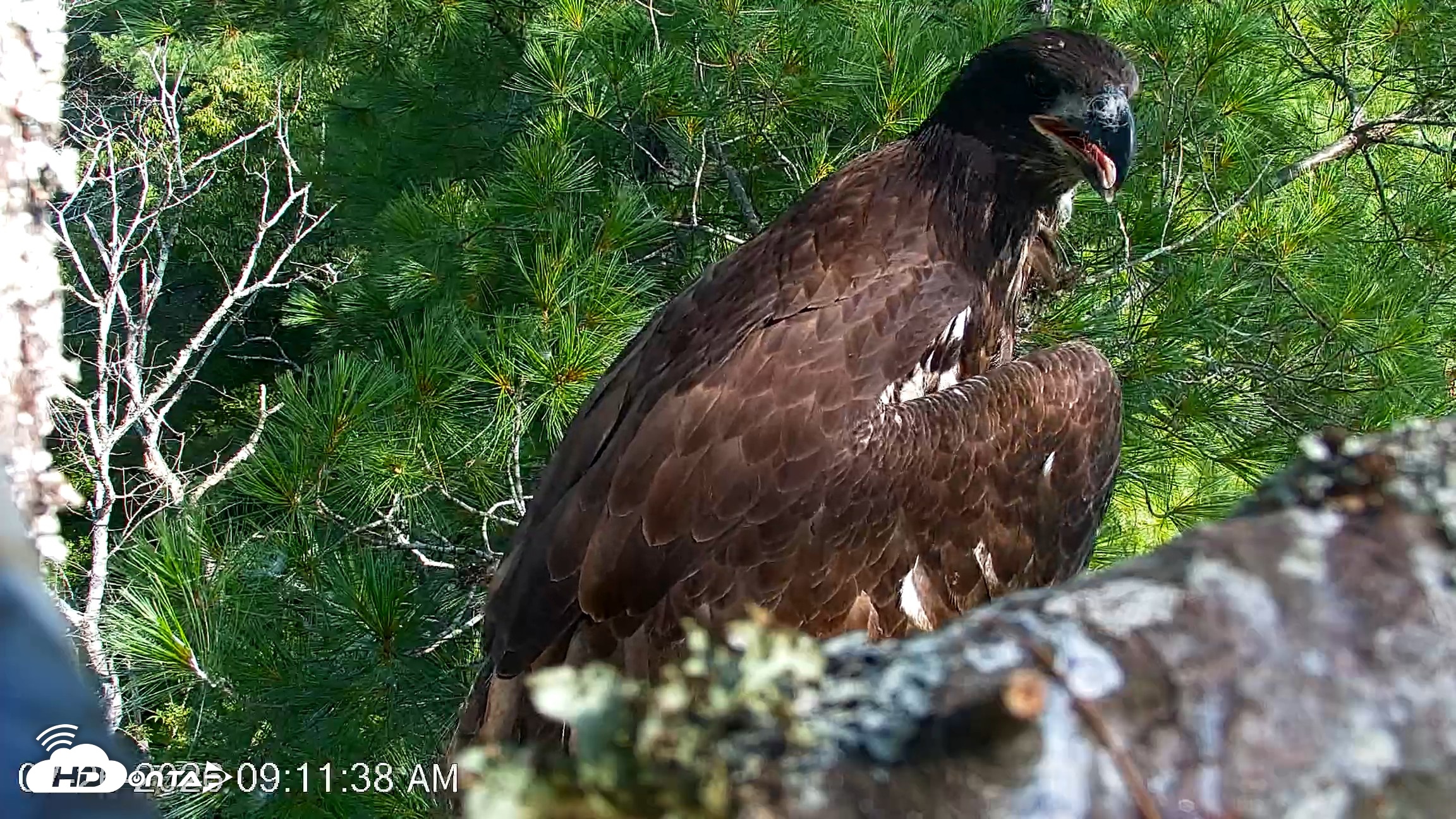 Snapshot of VINS Bald Eagles Nest Live Cams taken Jul 26, 2026, 9:12am EDT