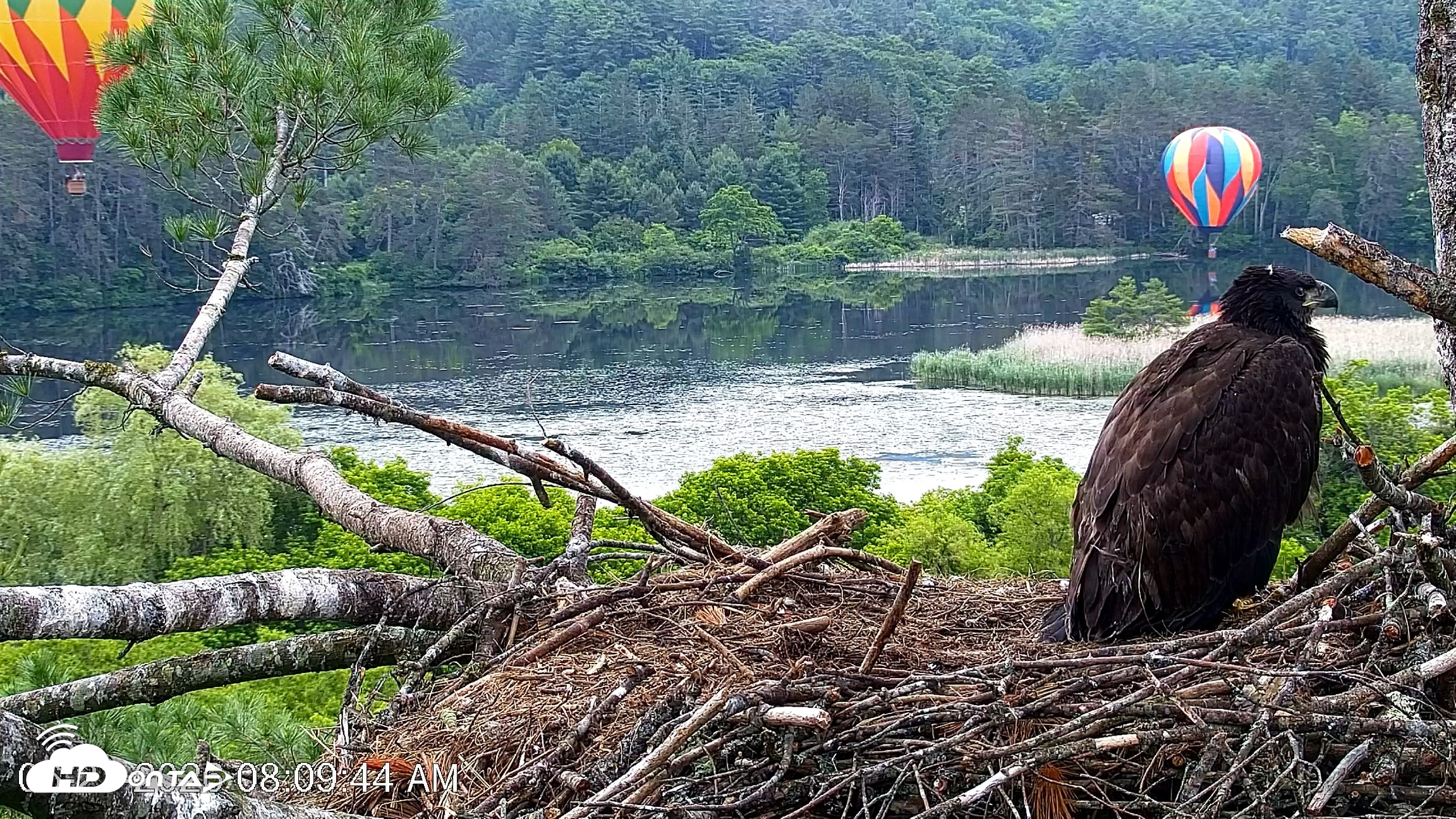 Snapshot of VINS Bald Eagles Nest Live Cams taken Jun 21, 2026, 8:11am EDT